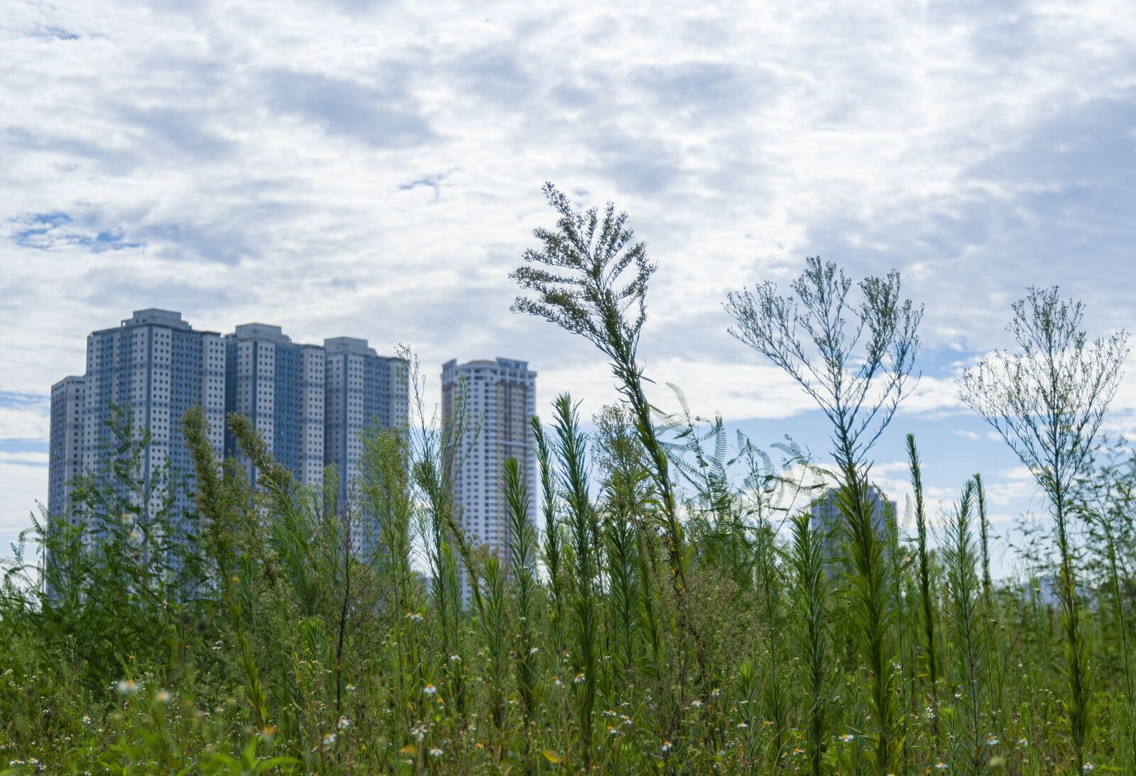 Nikon D700 sample photo. Tower, grass, sky photography