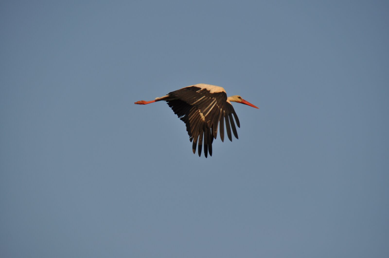 Nikon D5000 sample photo. Stork, sky, flight photography