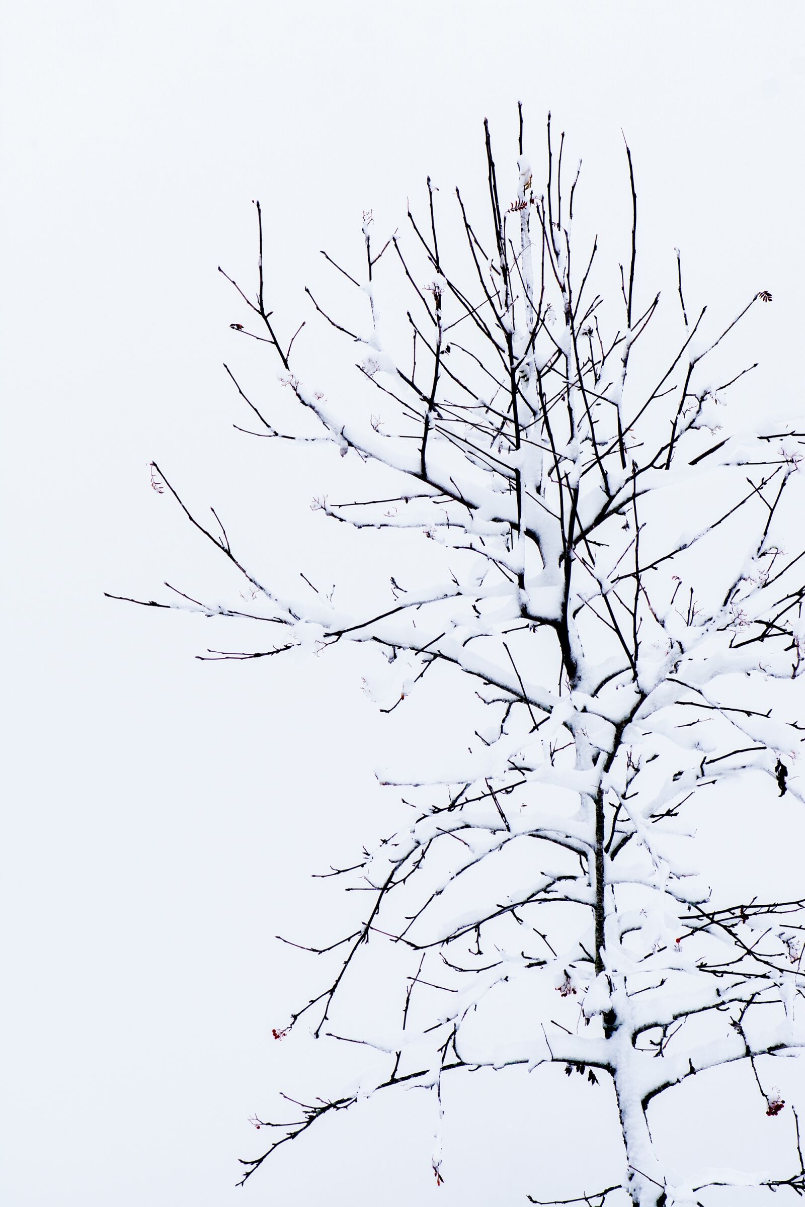 Nikon D7100 sample photo. Tree, kahl, winter photography