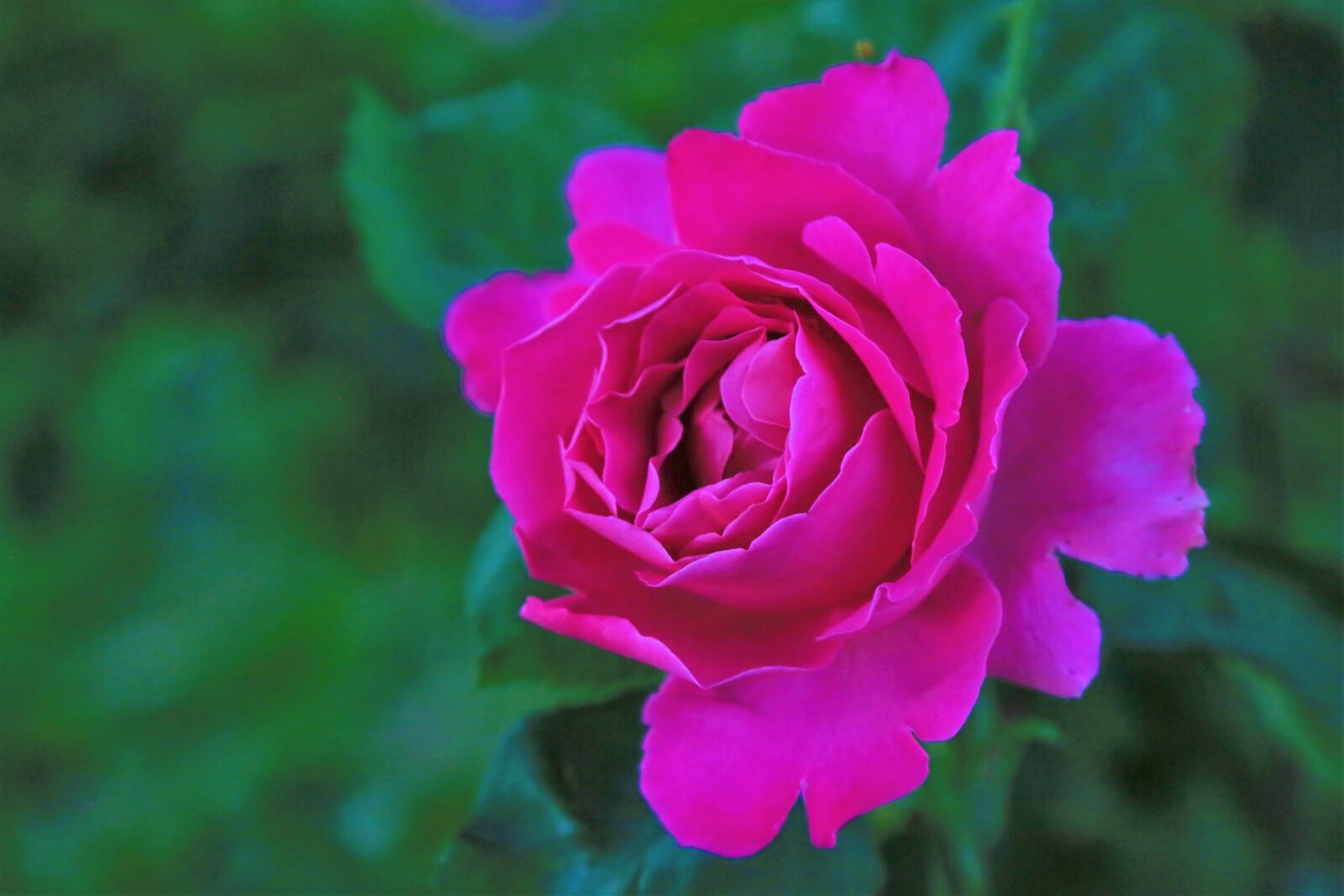 Canon EF 24-105mm F4L IS USM sample photo. Rose, spring, nature photography