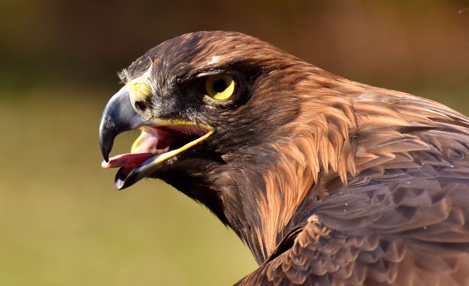 Nikon D7200 sample photo. Adler, raptor, bird of photography