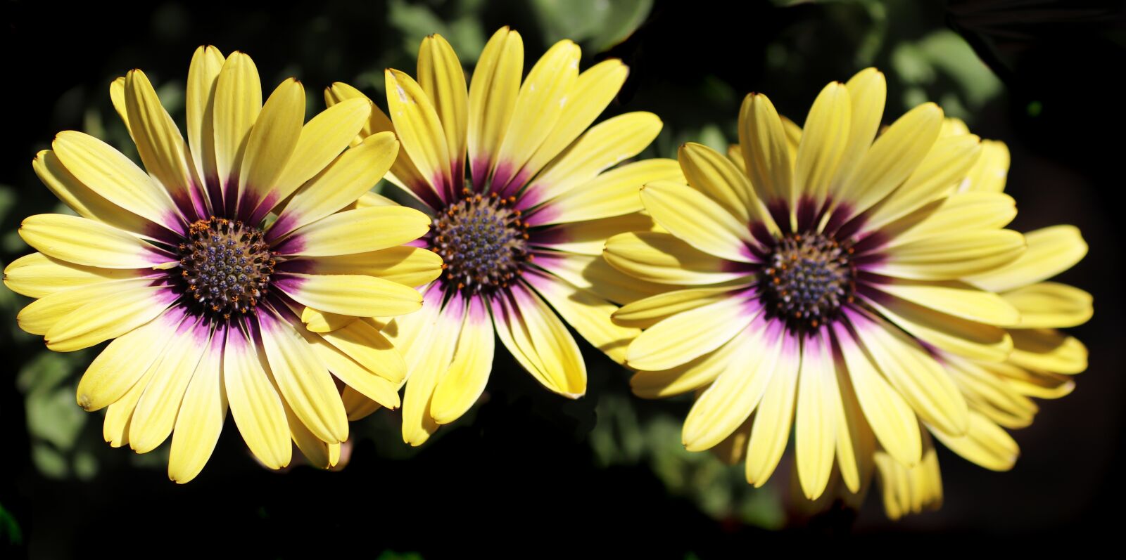 Canon EOS 800D (EOS Rebel T7i / EOS Kiss X9i) sample photo. Flowers, yellow, daisies photography