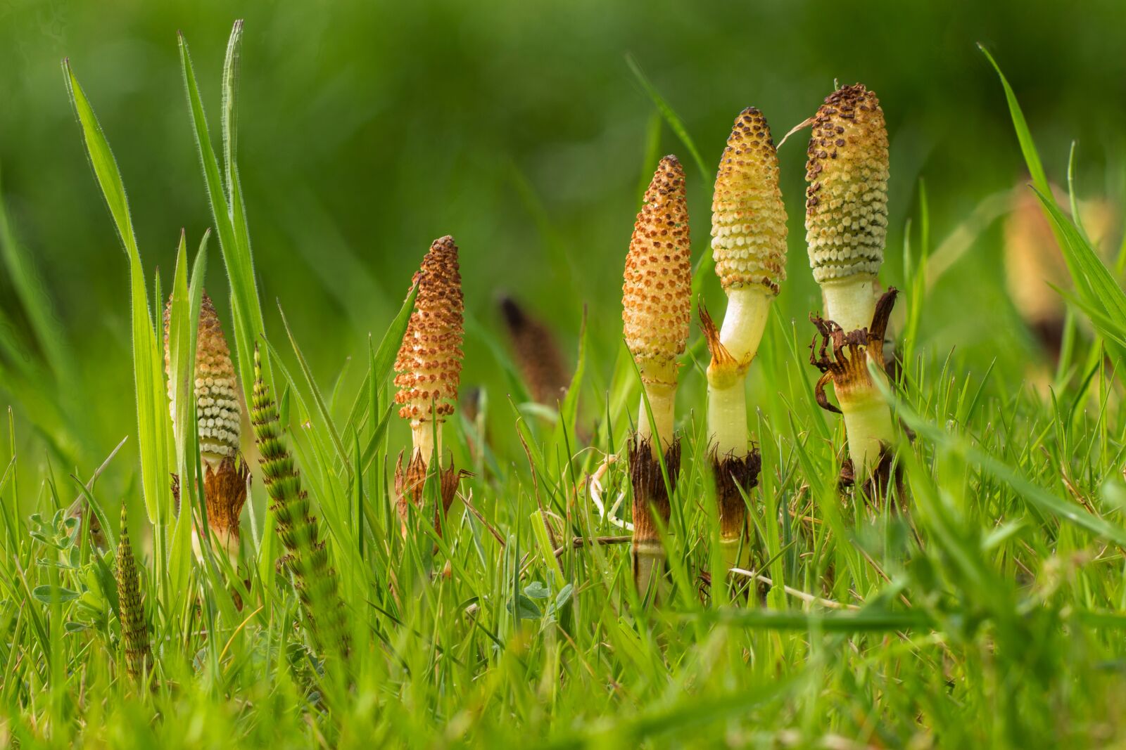 Canon EOS 700D (EOS Rebel T5i / EOS Kiss X7i) sample photo. Horsetail, cattail, green photography