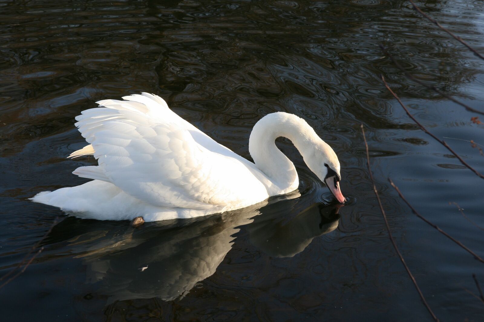 Canon EOS 400D (EOS Digital Rebel XTi / EOS Kiss Digital X) sample photo. Water bird, swan, mute photography