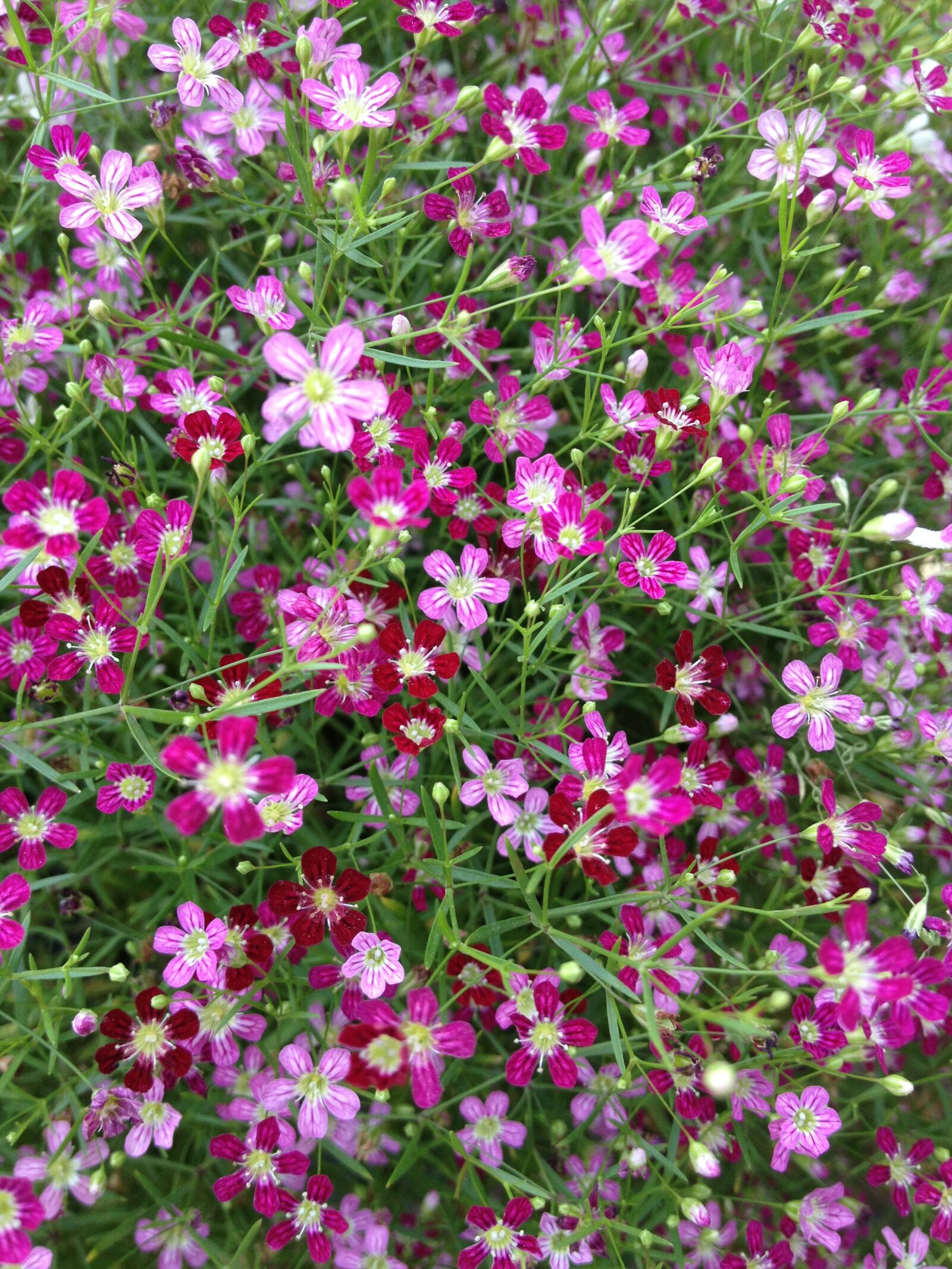 Apple iPhone 4S sample photo. Pink flower, flowers, macros photography