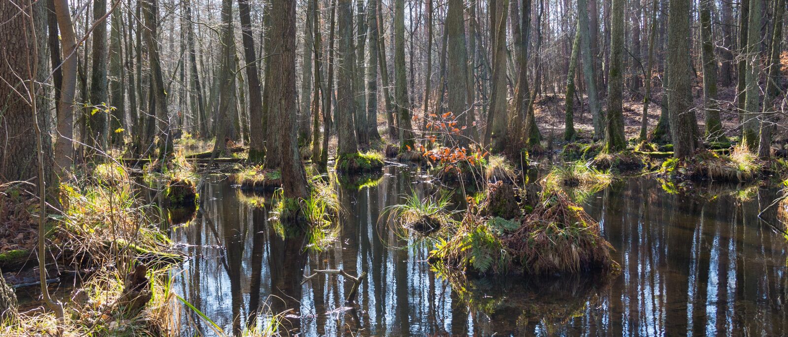 Canon EF-S 18-135mm F3.5-5.6 IS sample photo. Nature, swamp, landscape photography