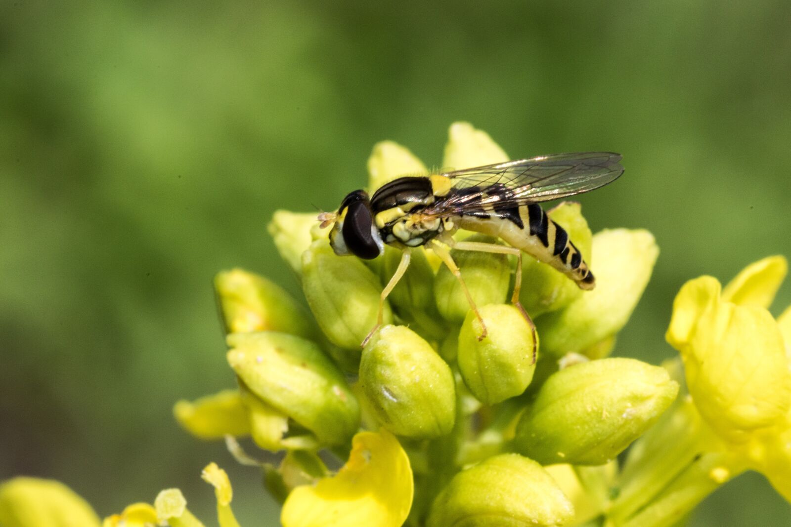 Canon EOS 7D Mark II sample photo. Hover fly, macro, mimicry photography