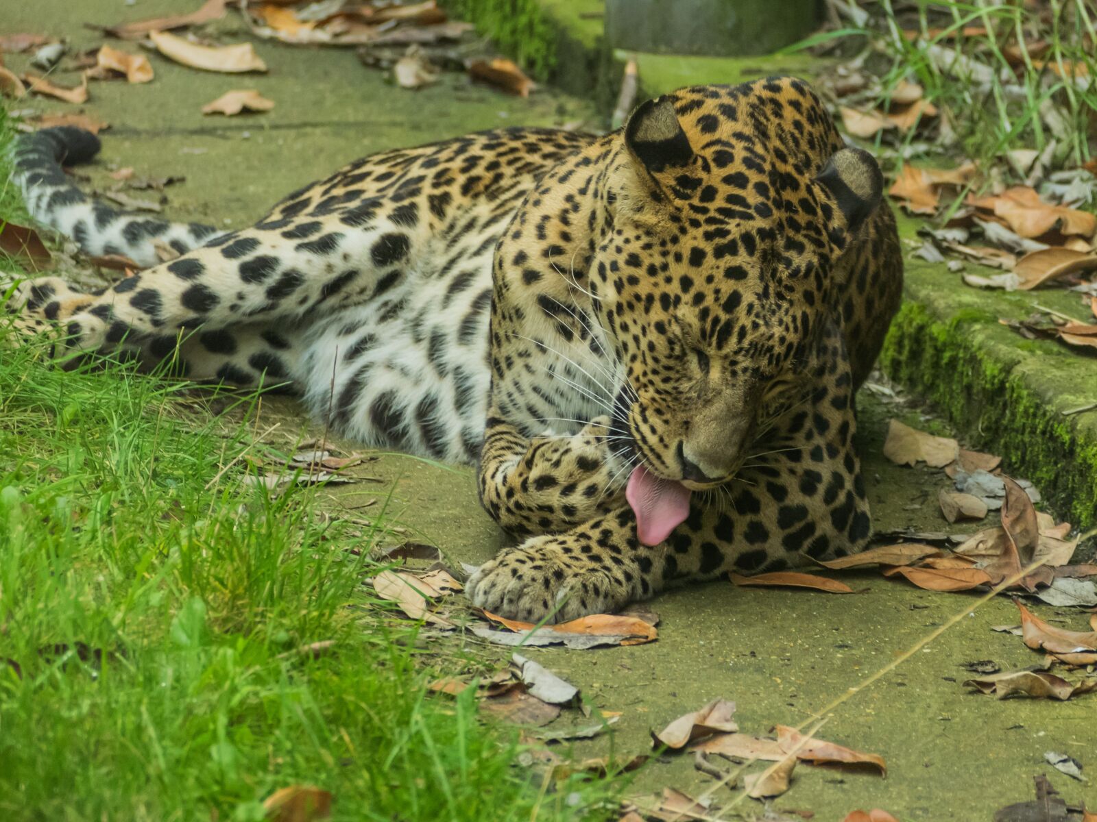 Olympus OM-D E-M1 sample photo. Leopard, cat, wildcat photography