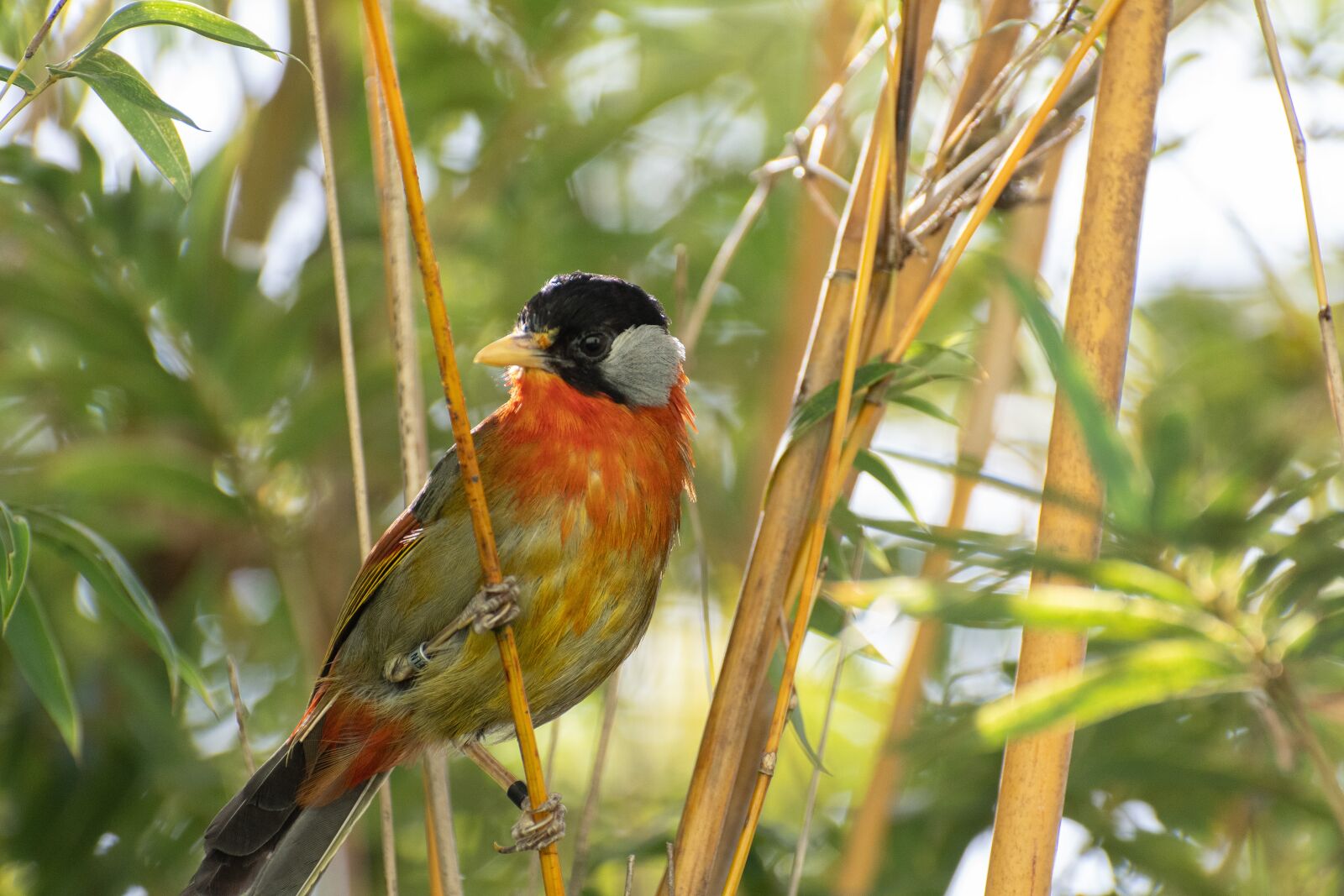 Nikon D500 sample photo. Sumatran mesia, bird, animal photography
