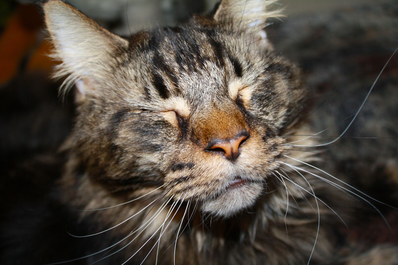 Canon EOS 1000D (EOS Digital Rebel XS / EOS Kiss F) sample photo. Cat, tomcat, animal photography