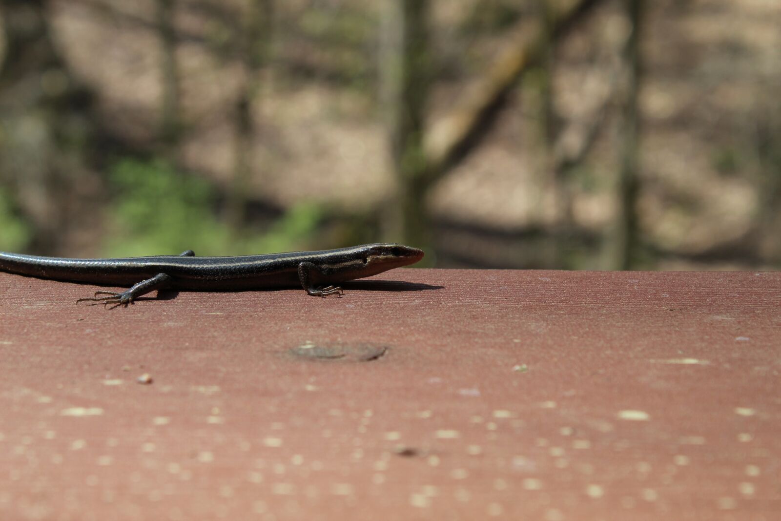 Canon EOS 1300D (EOS Rebel T6 / EOS Kiss X80) sample photo. Skink, nature, reptile photography