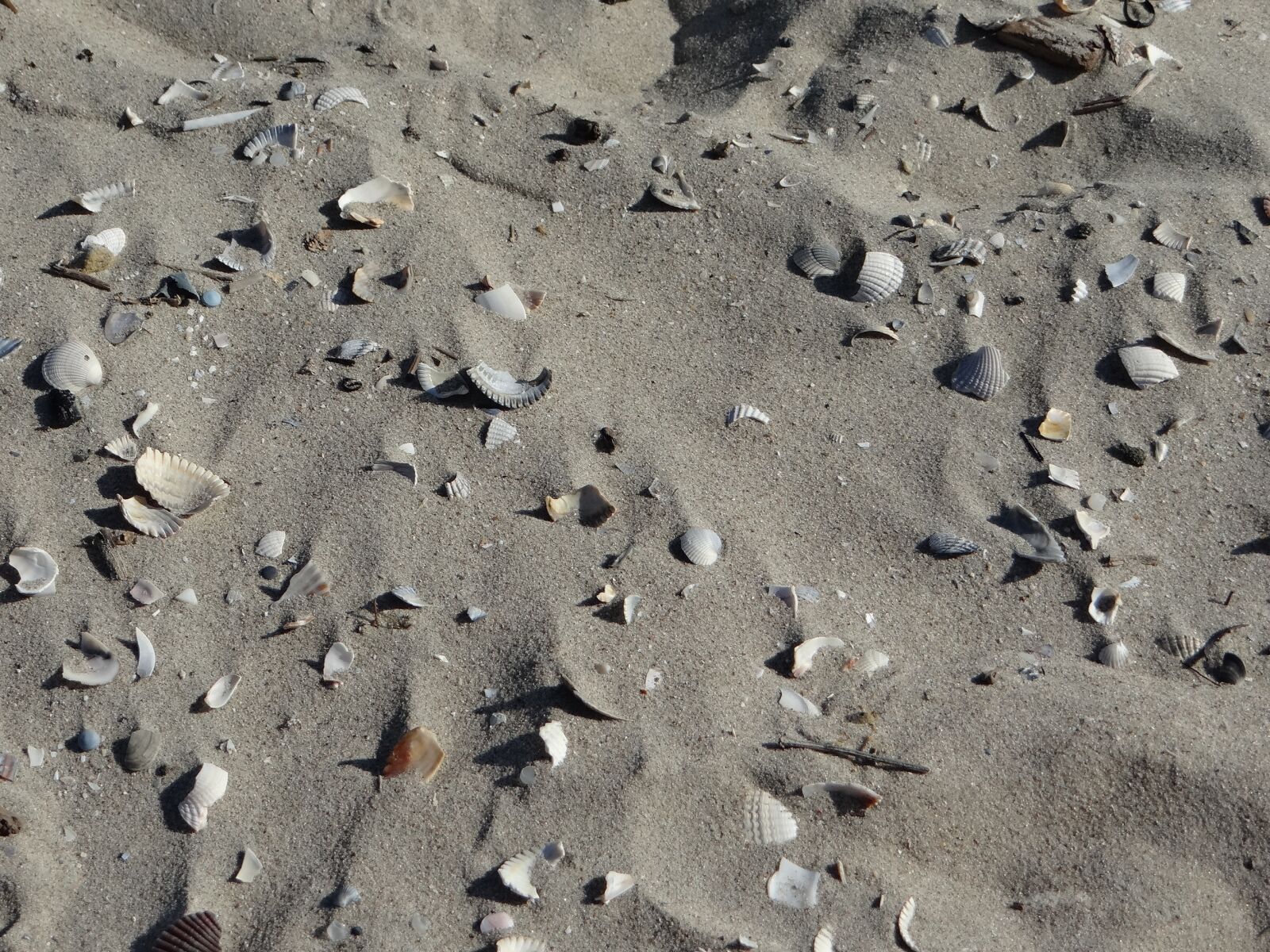 Sony DSC-HX200V sample photo. Beach, sand, shell photography