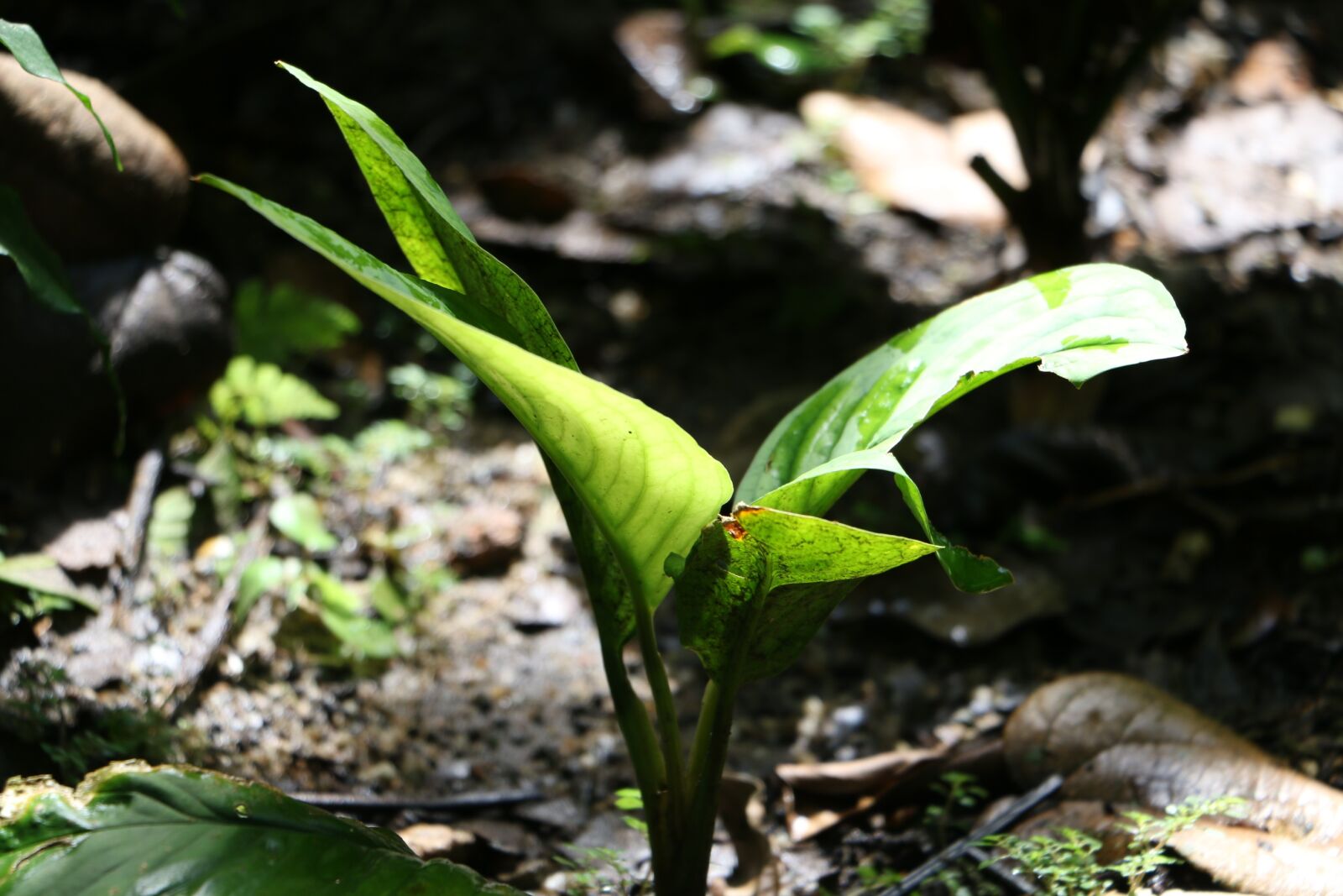 Canon EOS 70D sample photo. Leaf, plant, green photography