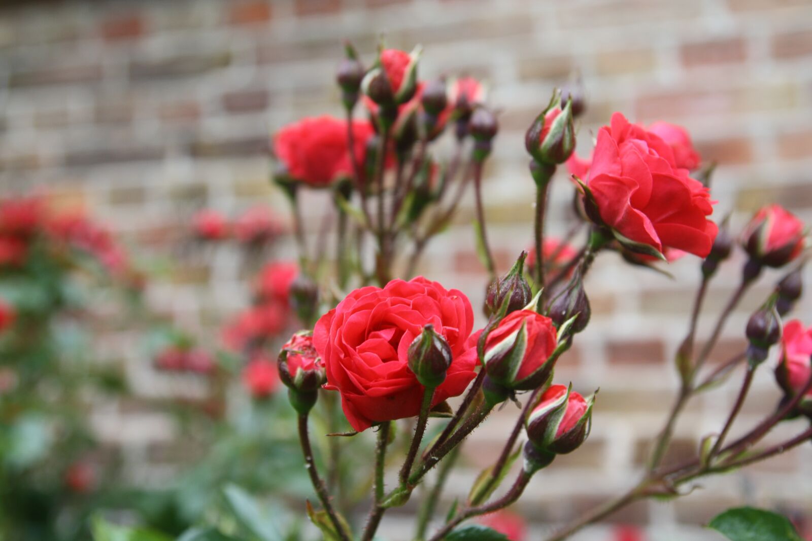 Canon EOS 1000D (EOS Digital Rebel XS / EOS Kiss F) sample photo. Rose, blossom, bloom photography