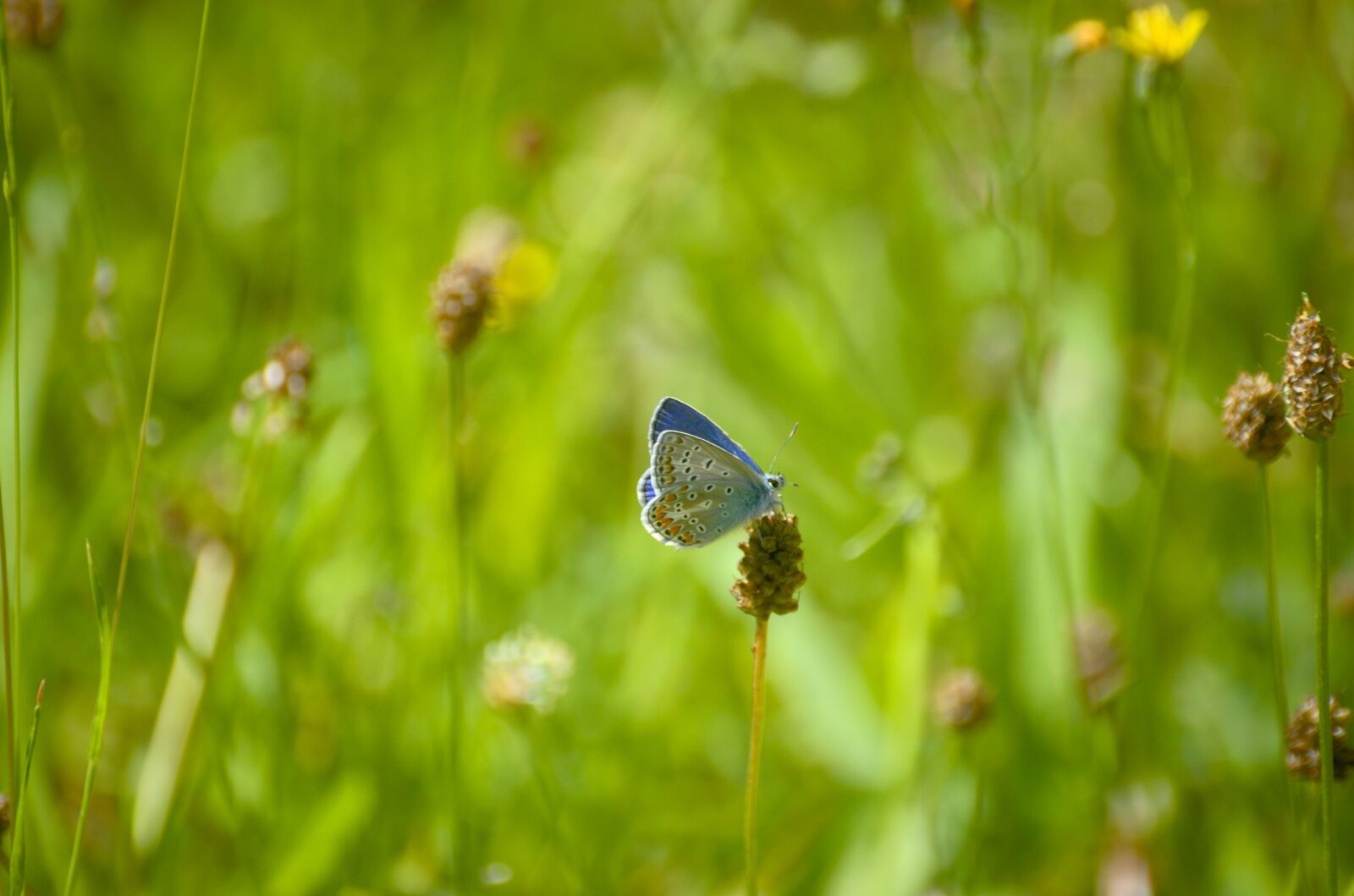 Nikon D70 sample photo. Butterfly, argus-silver-studded blue, common photography