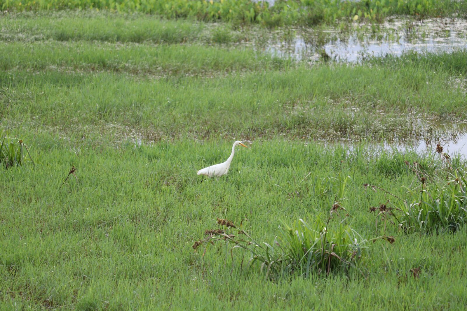 Canon EOS 250D (EOS Rebel SL3 / EOS Kiss X10 / EOS 200D II) sample photo. Nature, landscape, field photography