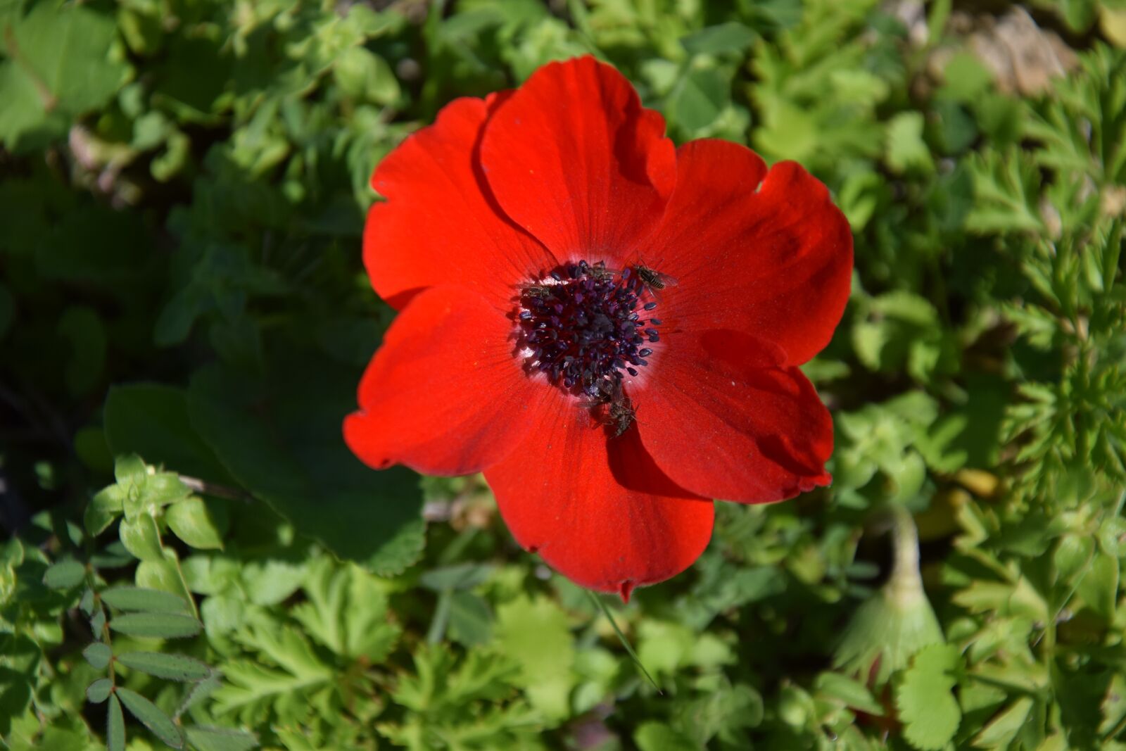 Nikon D3300 sample photo. Flower, mediterranean, nature photography