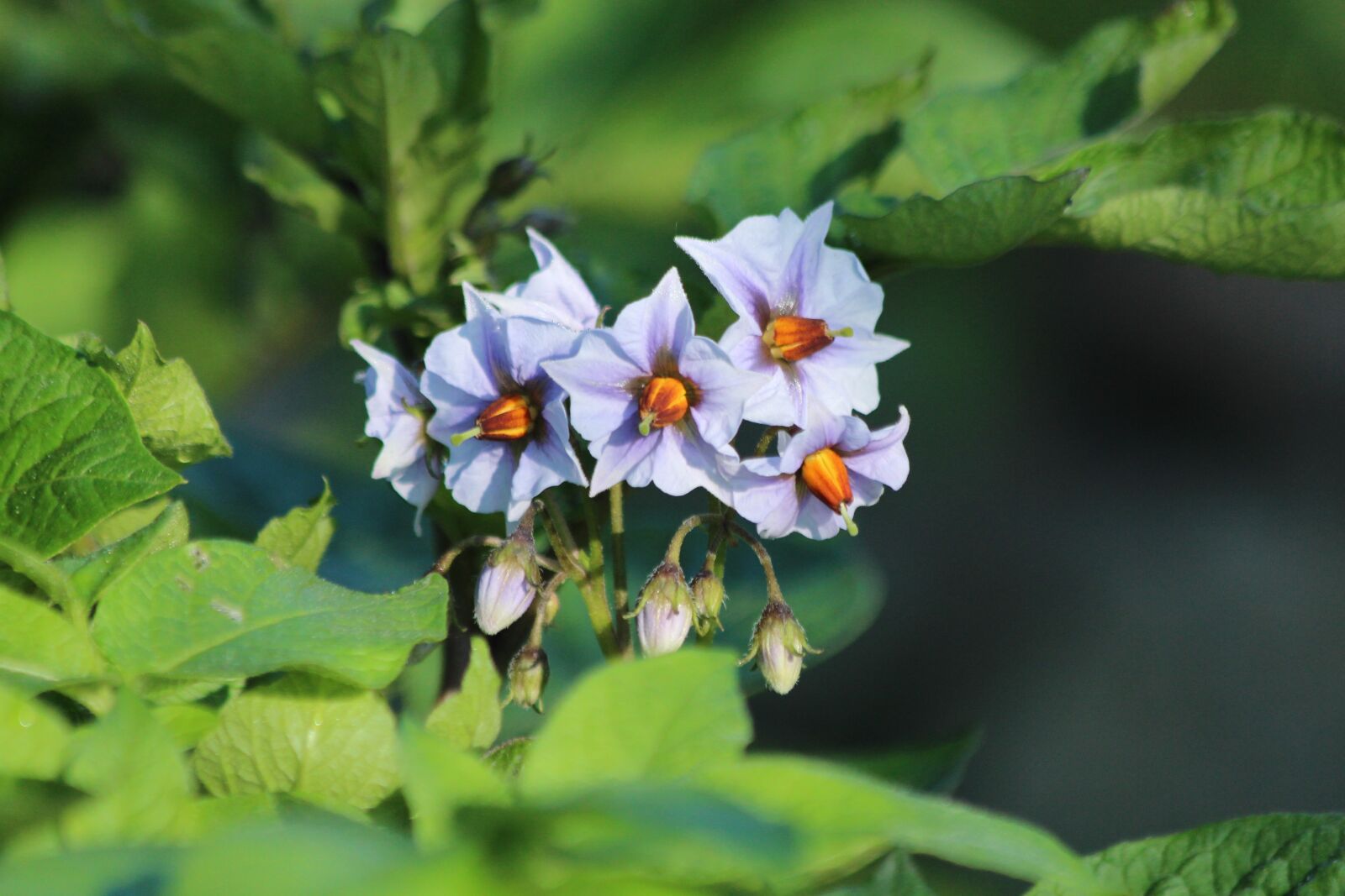 Canon EOS 650D (EOS Rebel T4i / EOS Kiss X6i) sample photo. Potatoes, potato, flowers photography