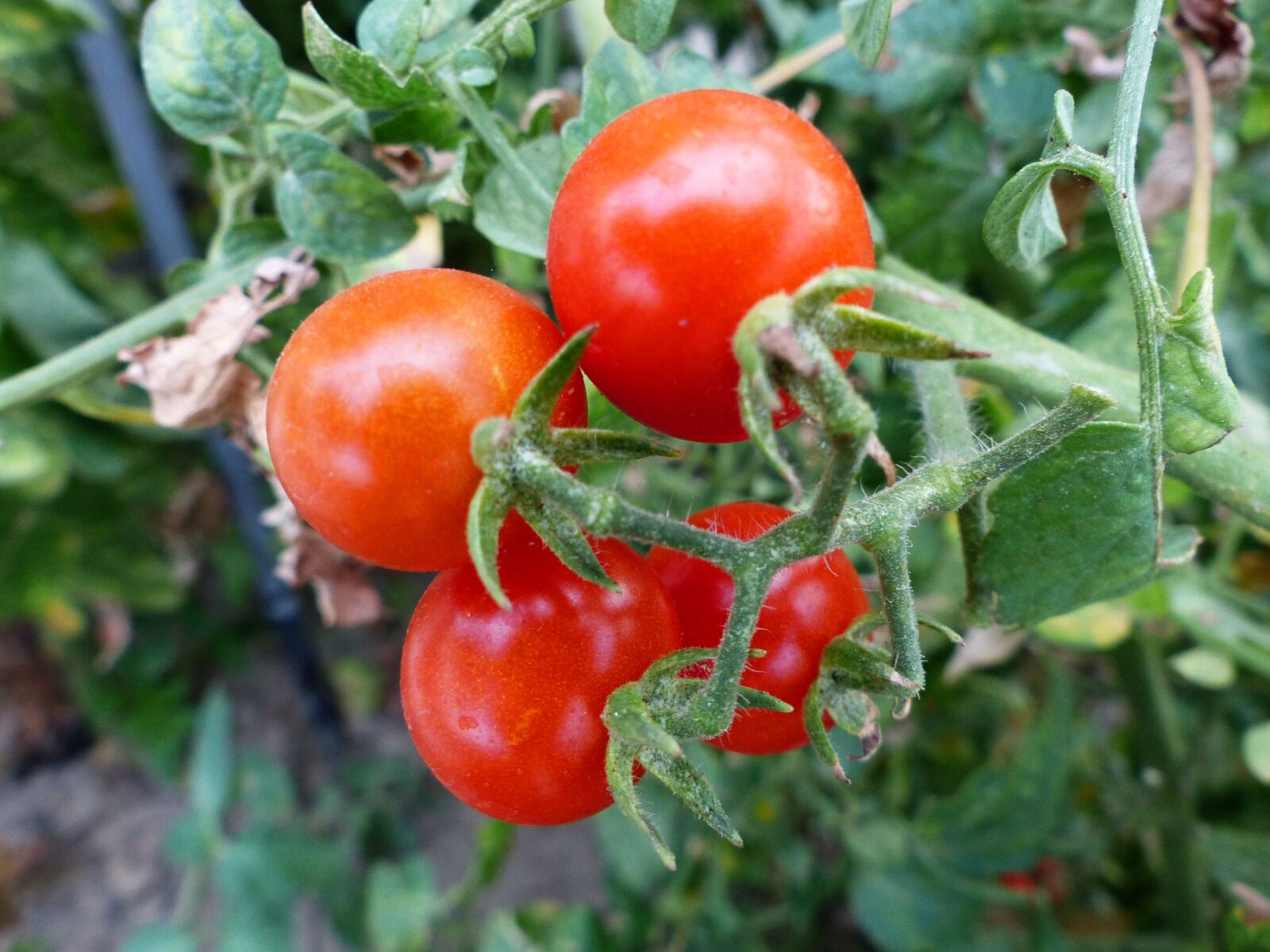 Panasonic Lumix DMC-FZ200 sample photo. Vegetables, tomatoes, food photography