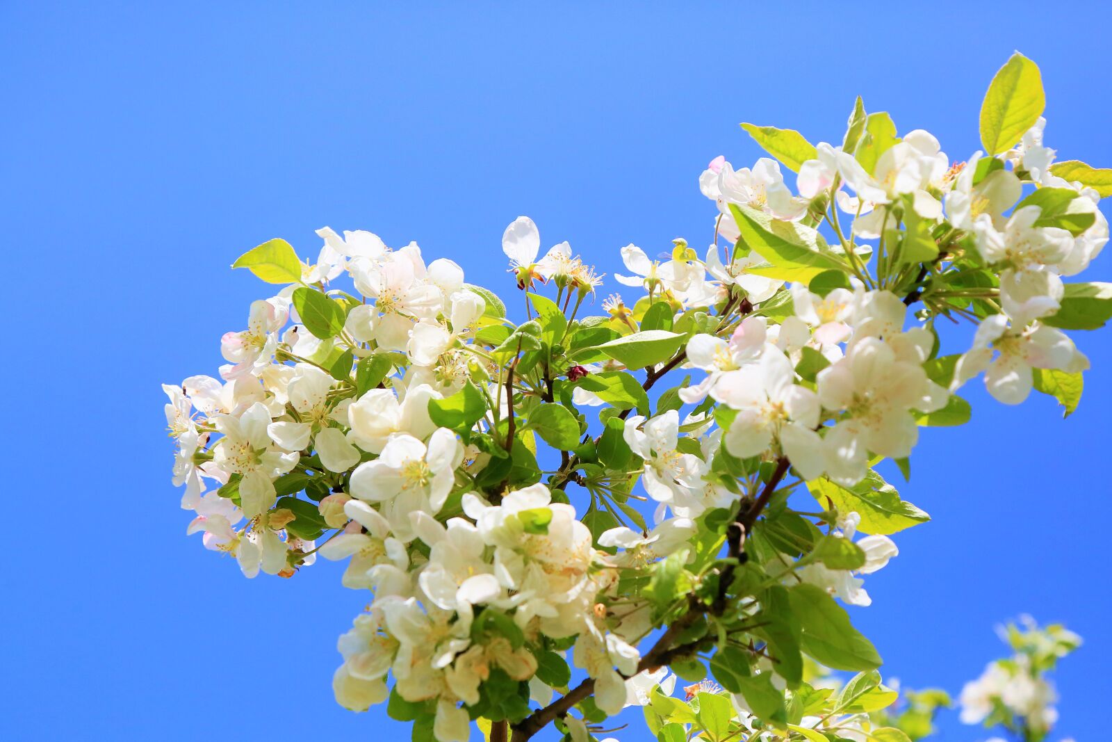 Canon EF 24-105mm F4L IS USM sample photo. Flowers, spring, nature photography