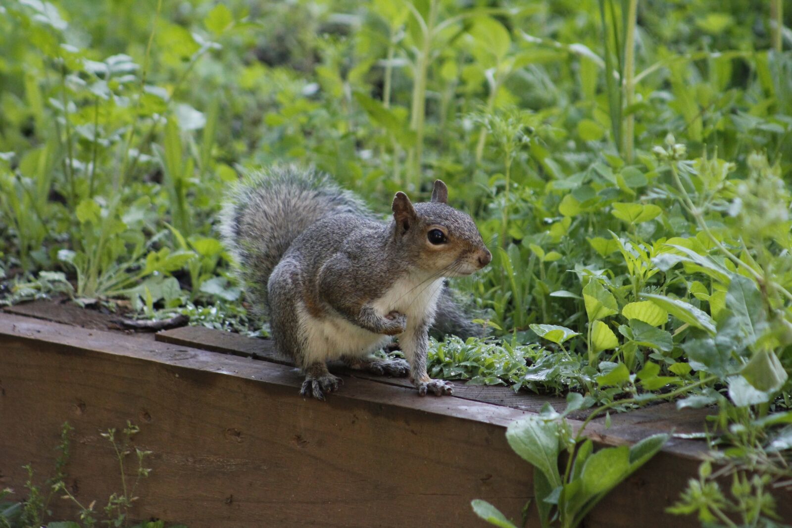 Canon EOS 550D (EOS Rebel T2i / EOS Kiss X4) sample photo. Backyard, animal, nature photography