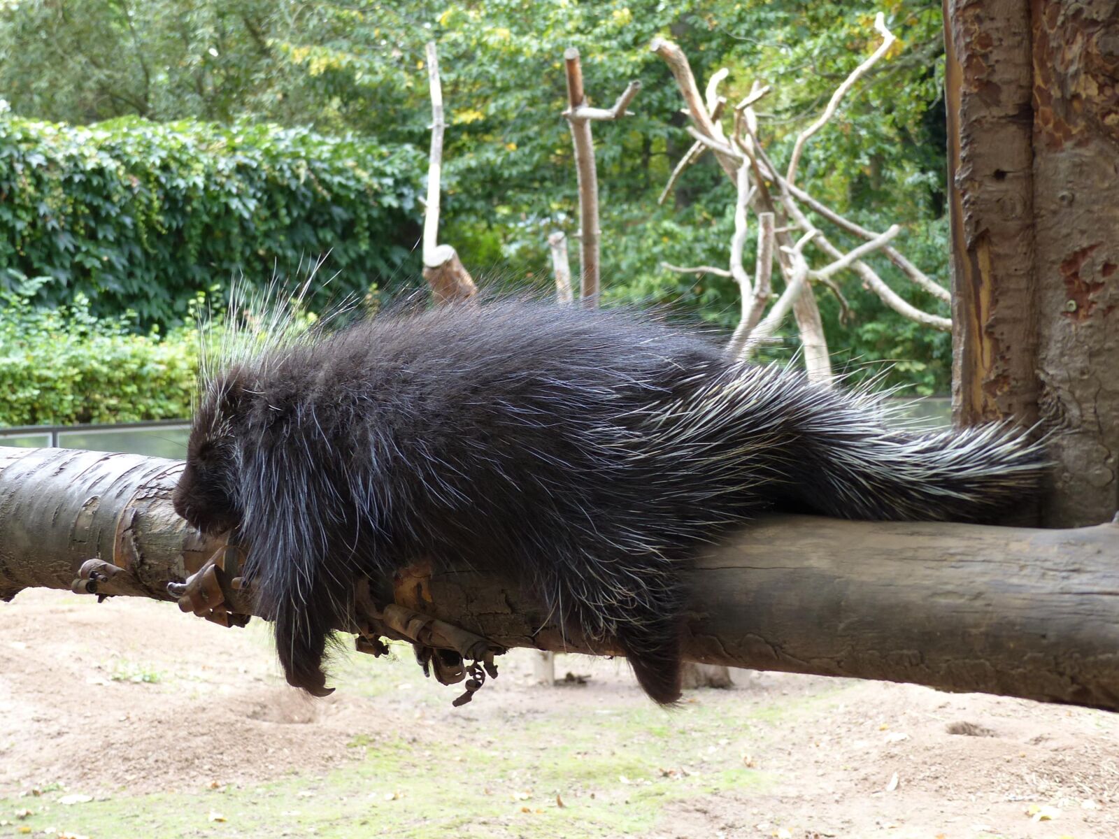 Panasonic Lumix DMC-FZ200 sample photo. Porcupines, zoo, sleep photography