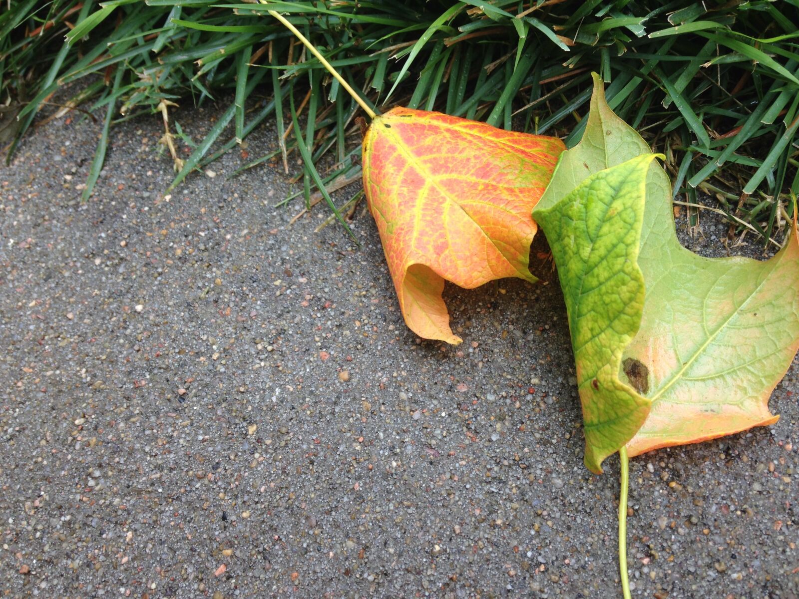 Apple iPhone 5c sample photo. Leaves, fall, autumn photography