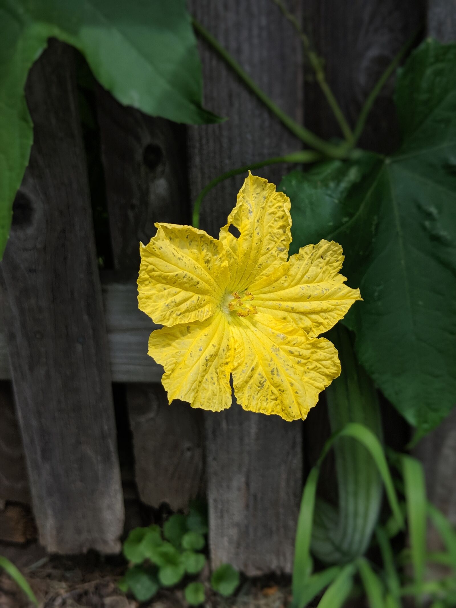 Google Pixel 2 sample photo. Squash, flower, blossom photography