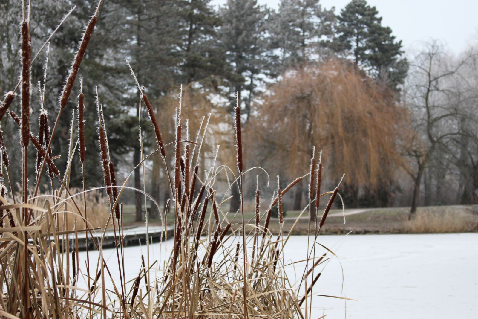 Canon EOS 100D (EOS Rebel SL1 / EOS Kiss X7) sample photo. Winter, frost, snow photography