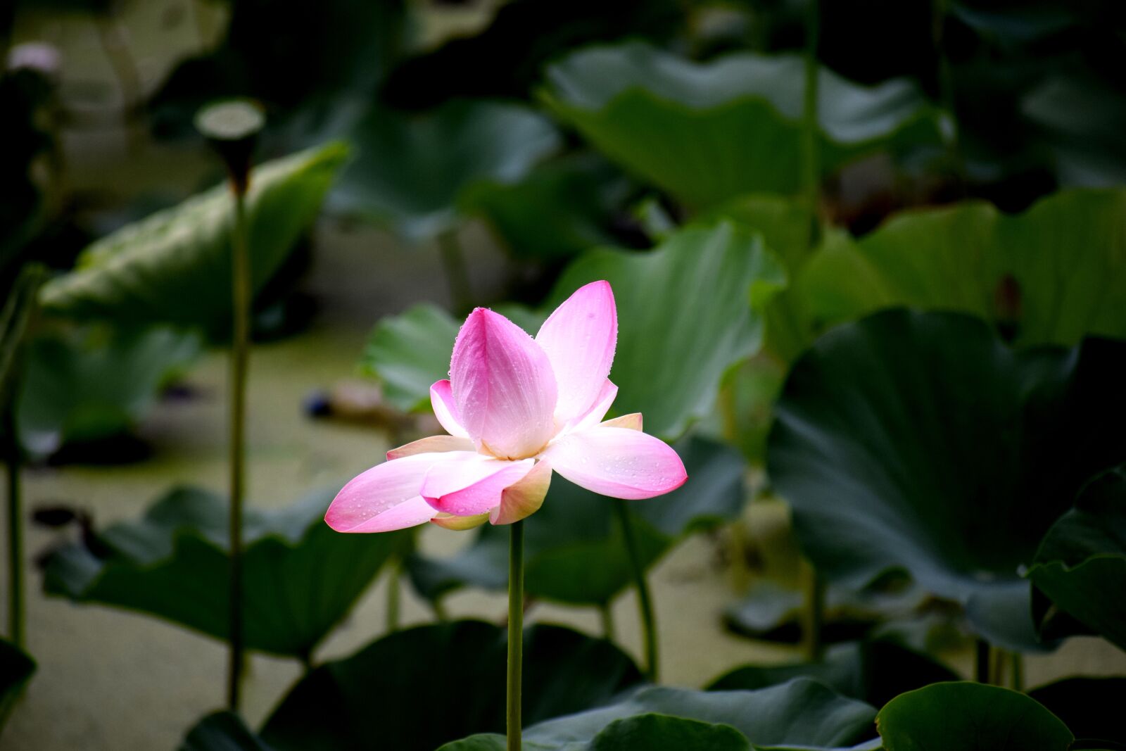 Nikon D3300 sample photo. Lotus, pond, nature photography