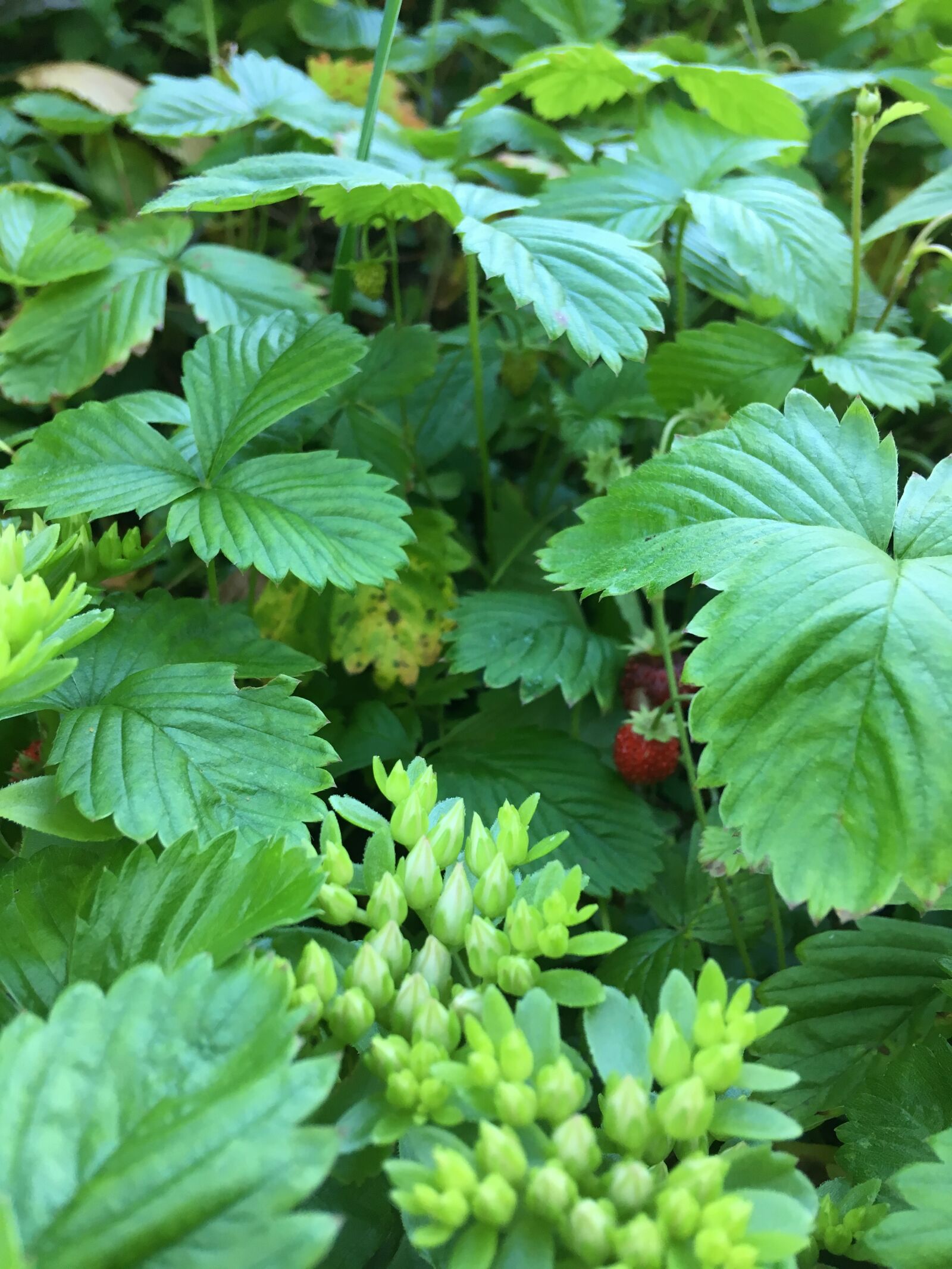 iPhone SE back camera 4.15mm f/2.2 sample photo. Strawberry, plant, nature photography