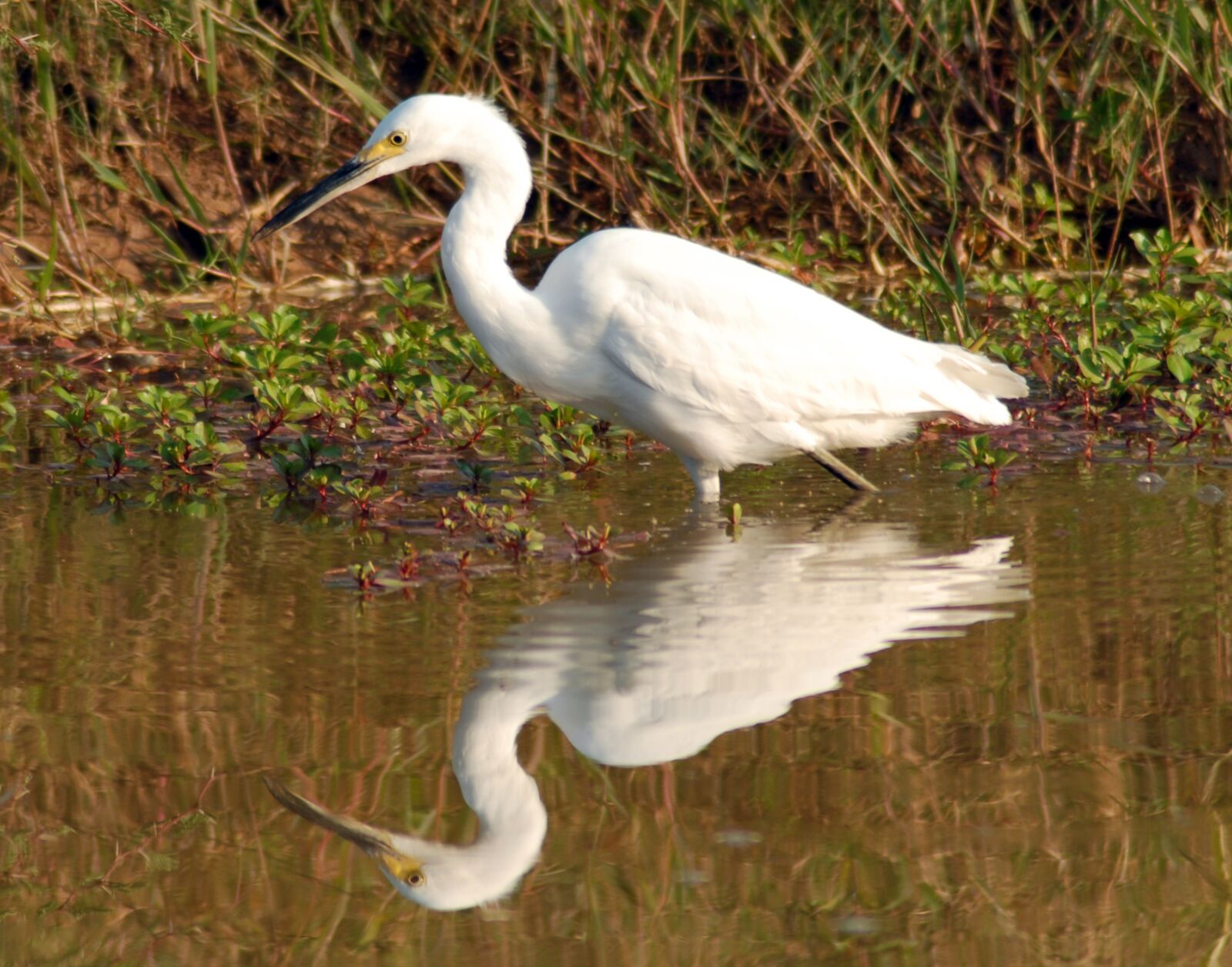 Nikon D200 sample photo. Ave, fauna, heron photography