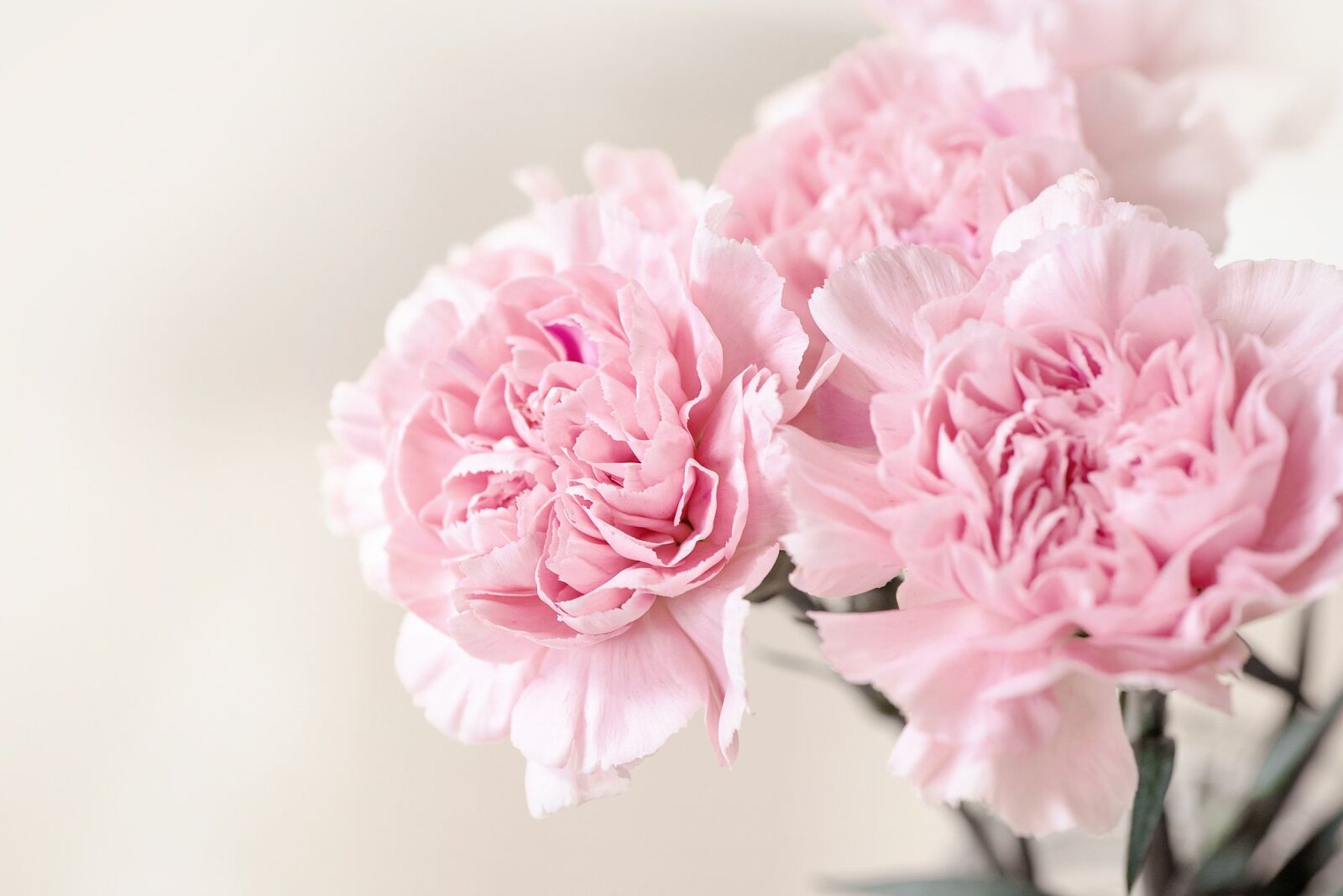 Nikon D750 sample photo. Flowers, cloves, pink photography