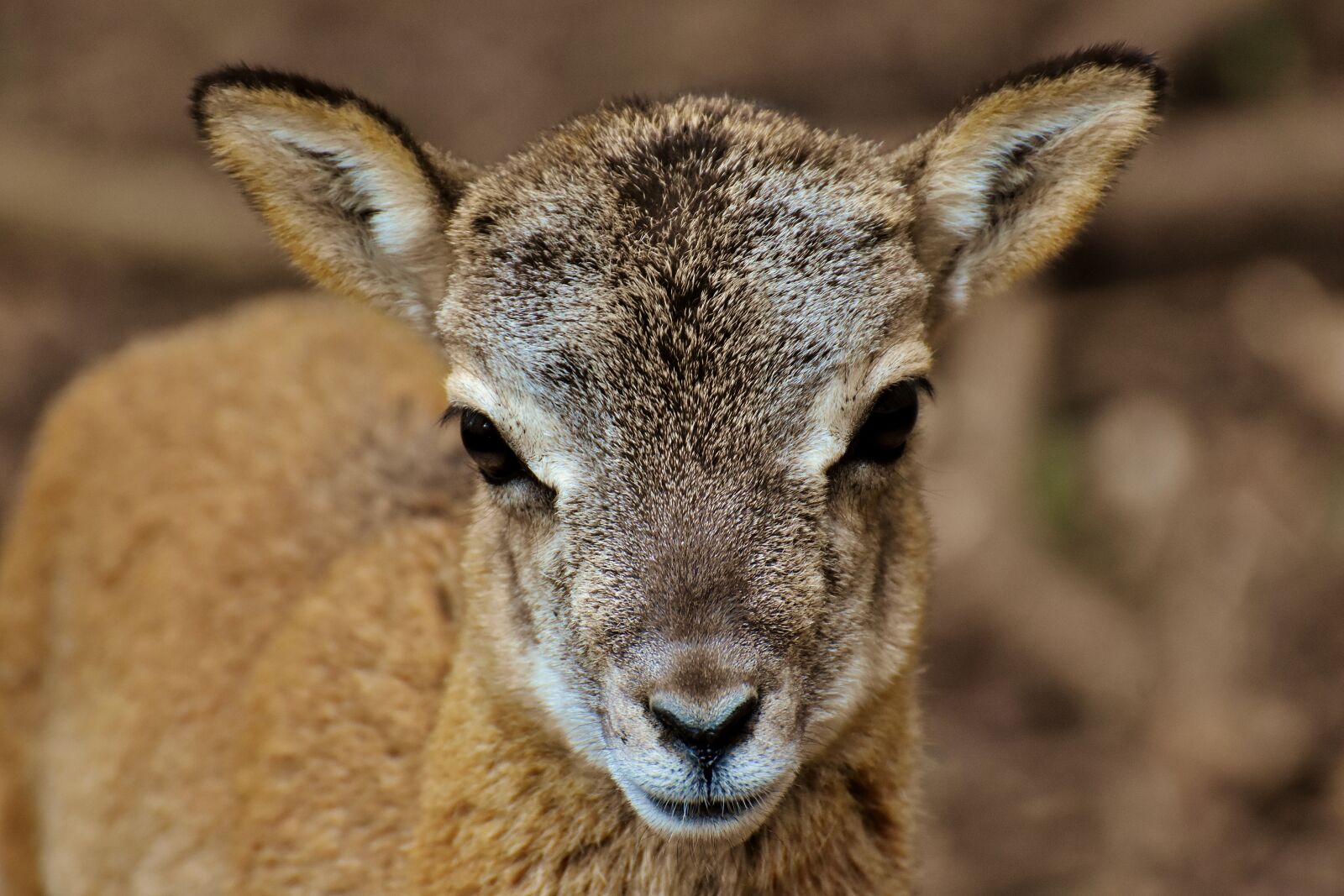 Nikon D7200 sample photo. Mouflon, young animal, aries photography