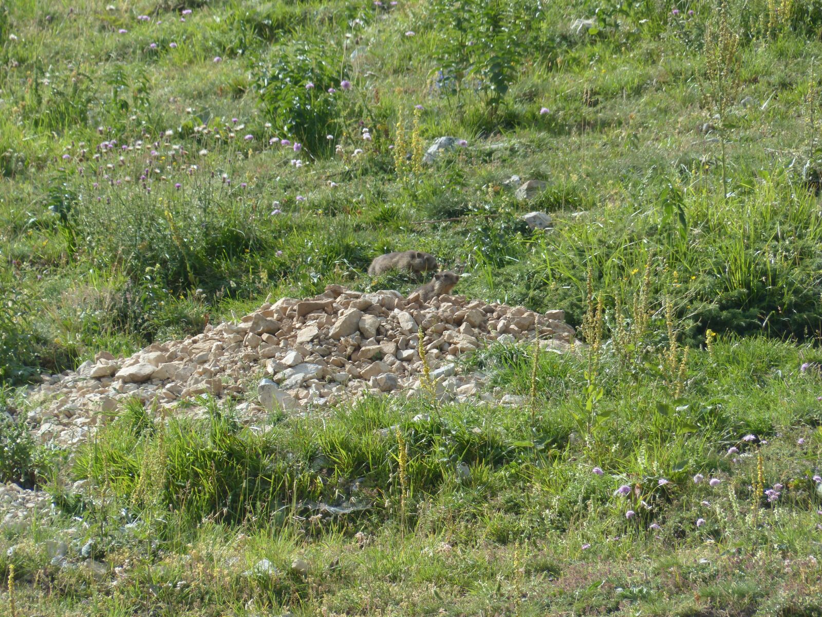Panasonic Lumix DMC-FZ200 sample photo. Alpine marmot, animals, marmota photography
