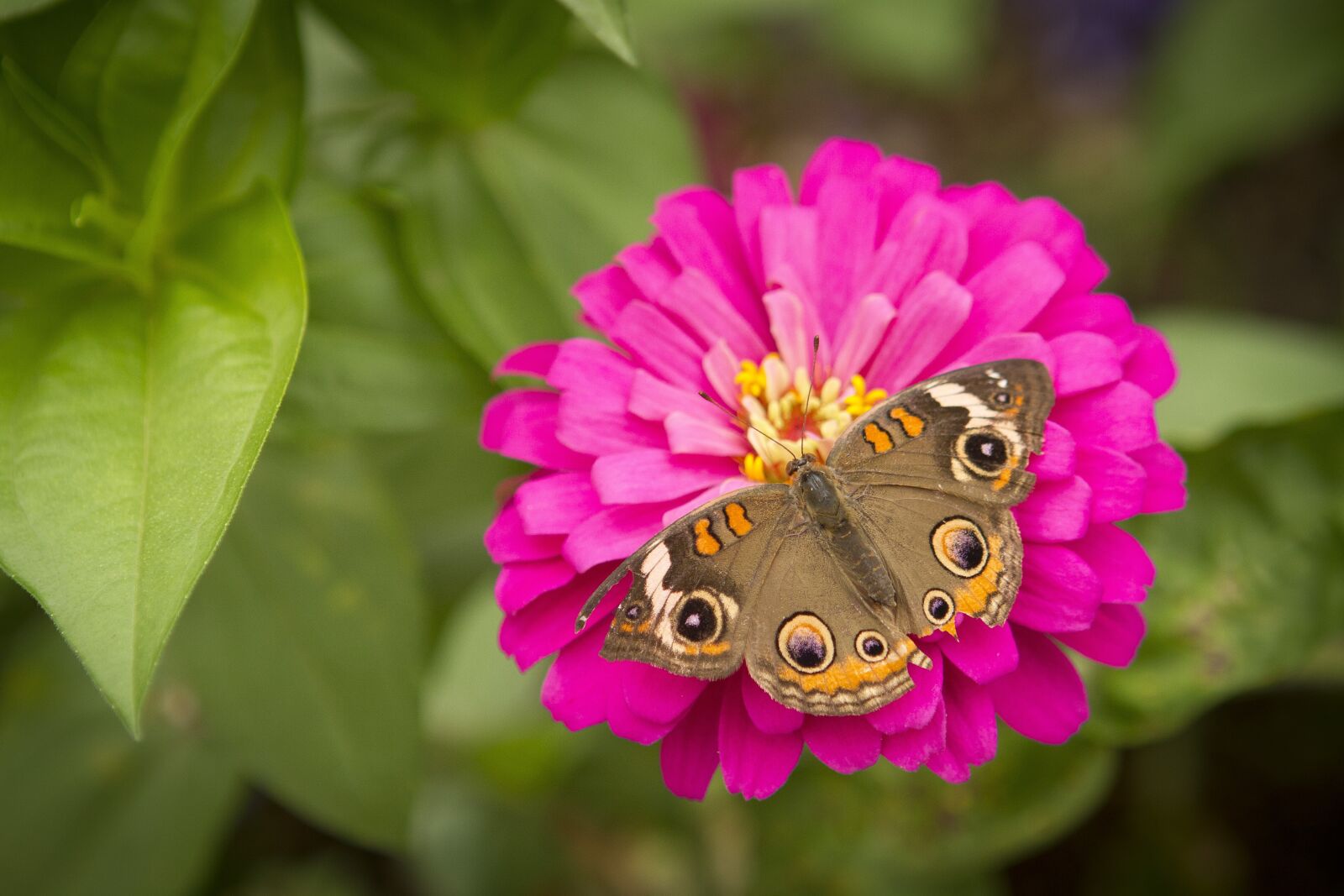 Canon EOS 7D + Canon EF 24-70mm F2.8L USM sample photo. Flowers, butterfly, butterfly on photography