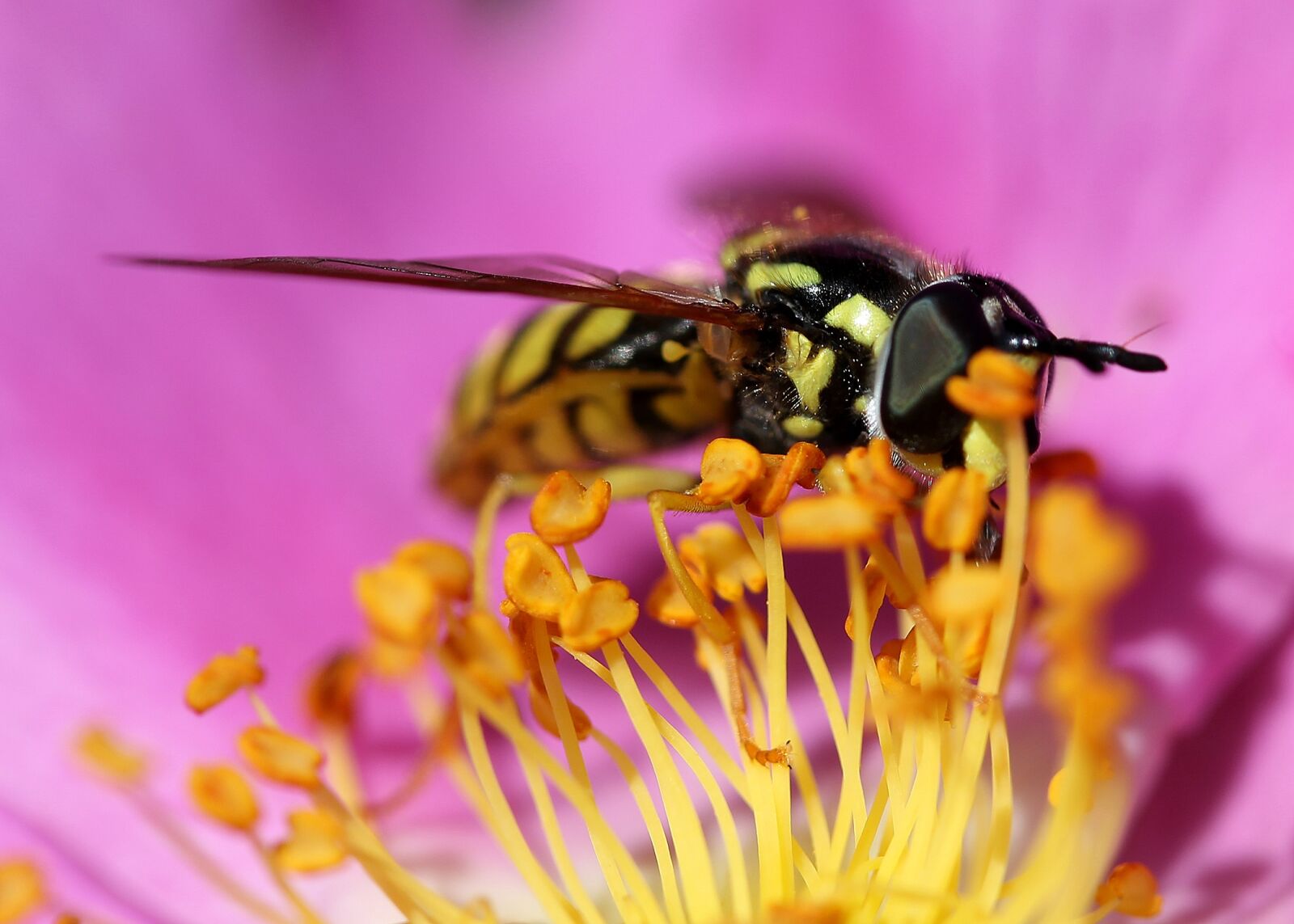 Canon EF-S 60mm F2.8 Macro USM sample photo. Insect, flower, nature photography