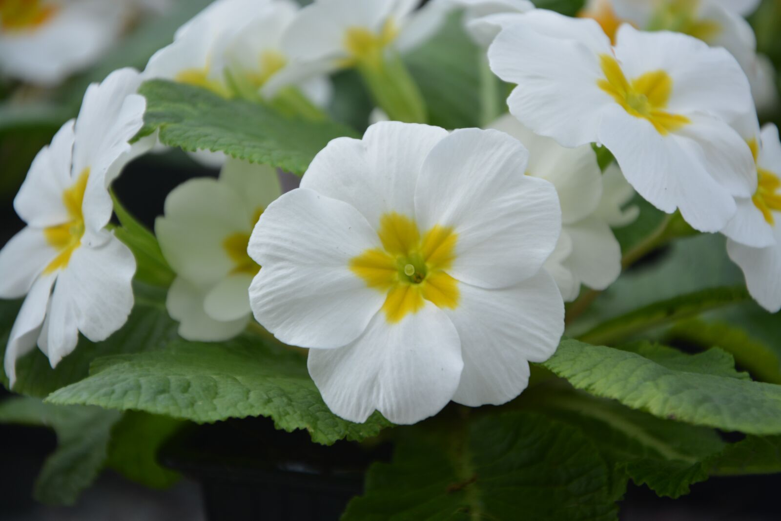 Nikon D5200 sample photo. Flowers, flower, primroses white photography