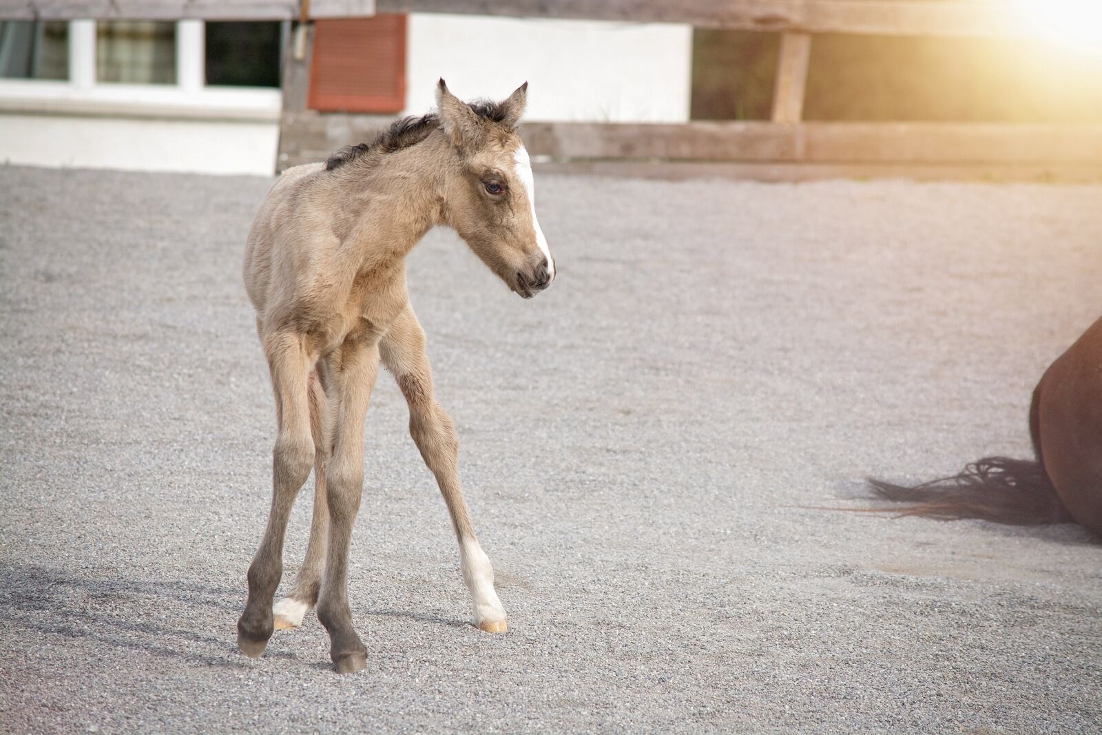 Nikon D7100 sample photo. Foal, horse, pony photography