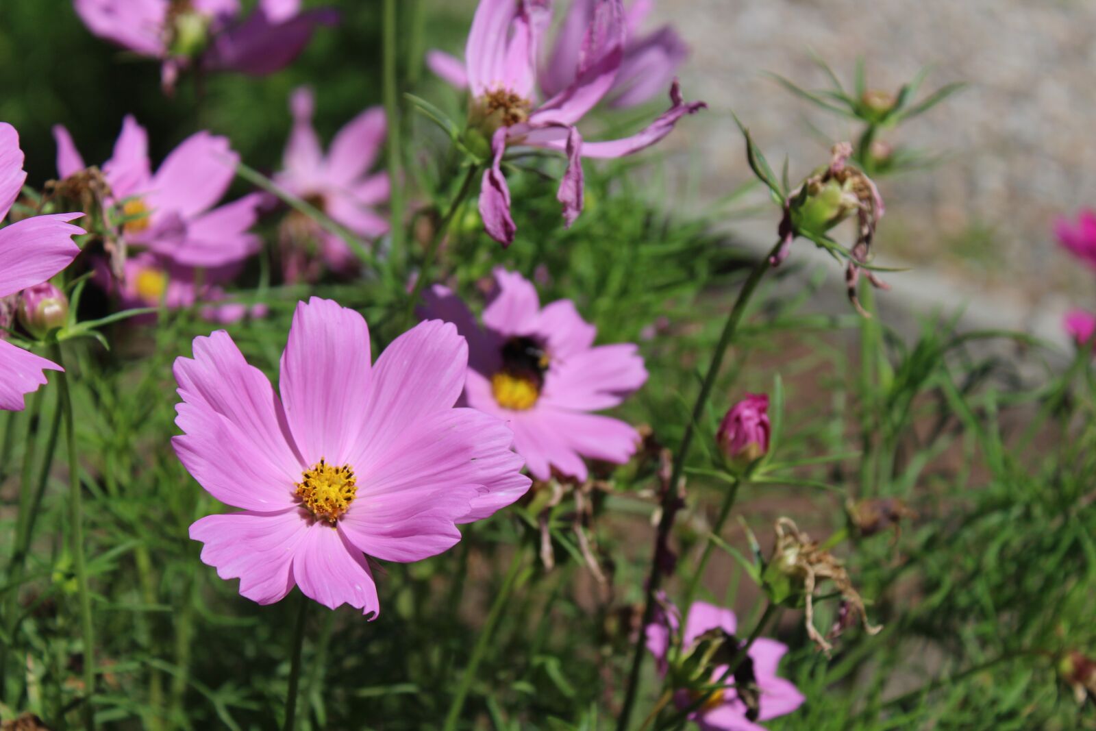Canon EOS 1300D (EOS Rebel T6 / EOS Kiss X80) sample photo. Lilac, flower, bee photography