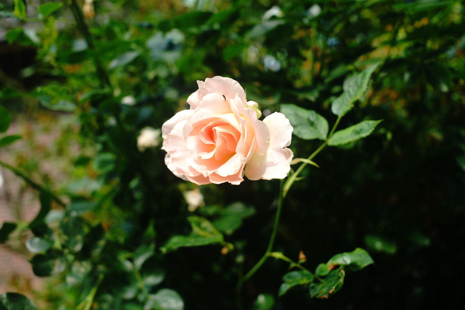 Sony a99 II + Minolta AF 35mm F2 [New] sample photo. Rose, tender, pink photography