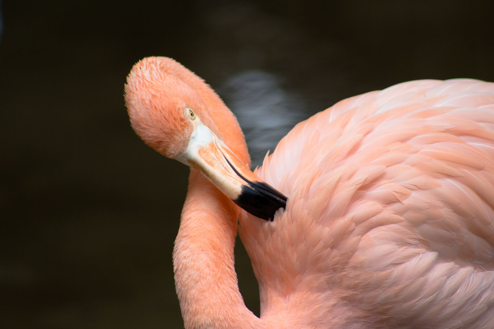 Canon EF 75-300mm f/4-5.6 sample photo. Flamingo photography