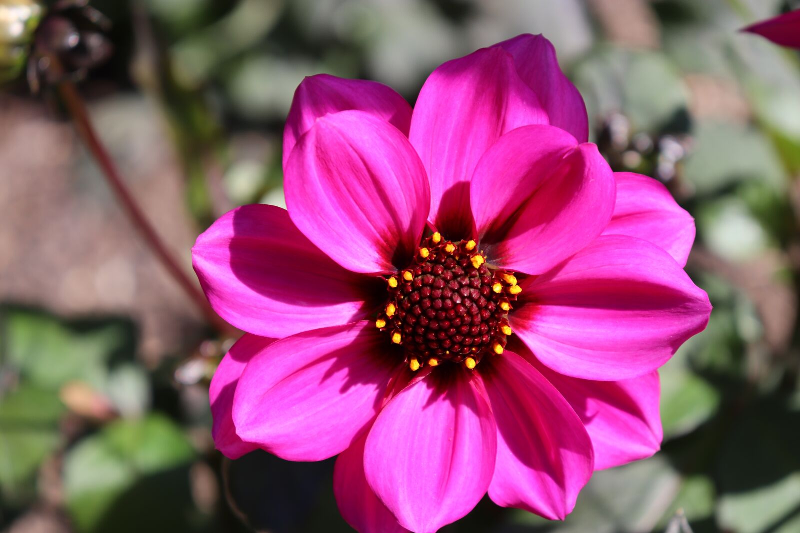 Canon EOS 800D (EOS Rebel T7i / EOS Kiss X9i) sample photo. Dahlias, color pink, plants photography