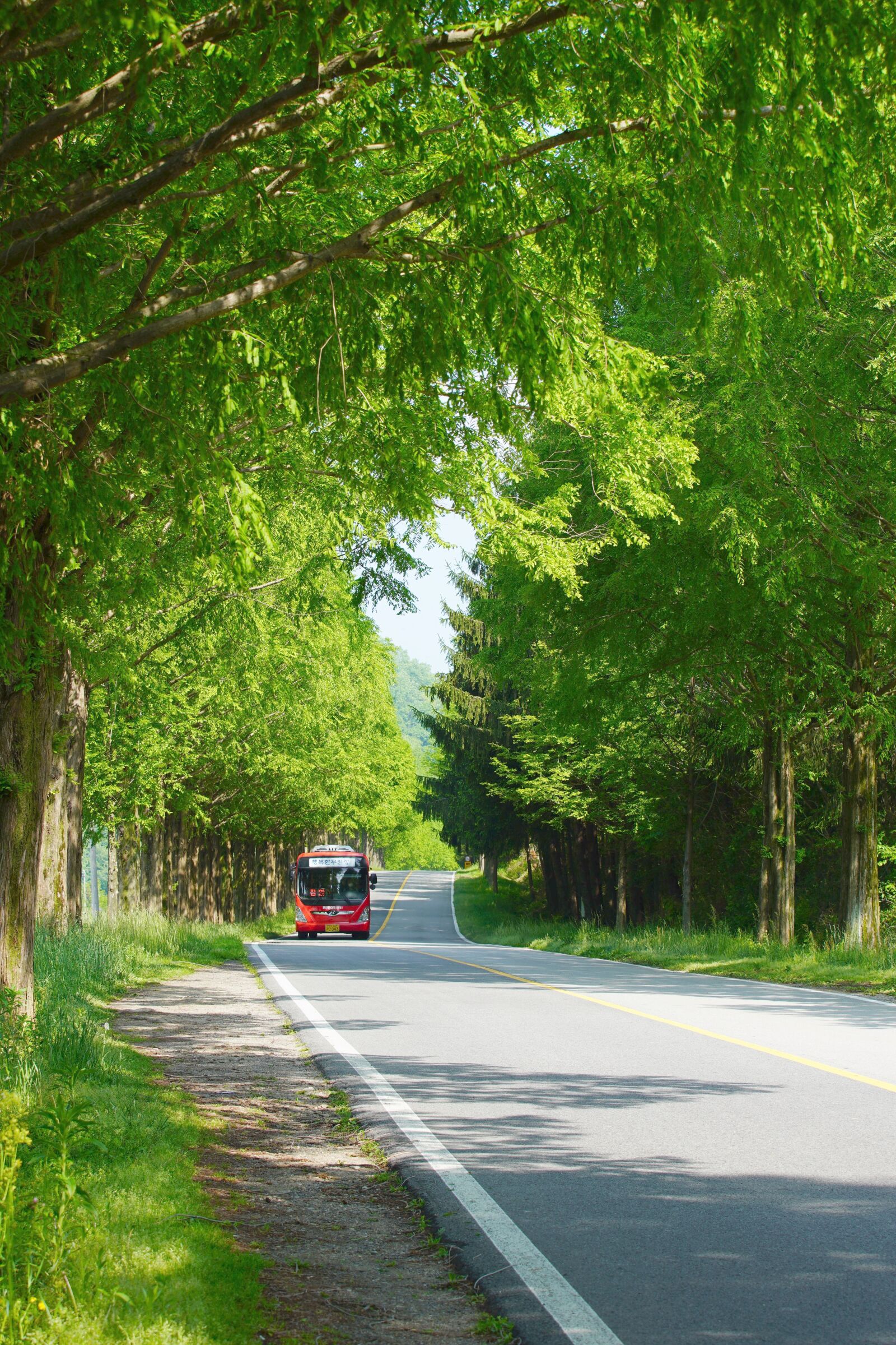 Canon EF 70-200mm F2.8L USM sample photo. Road, metasequoia, tree photography