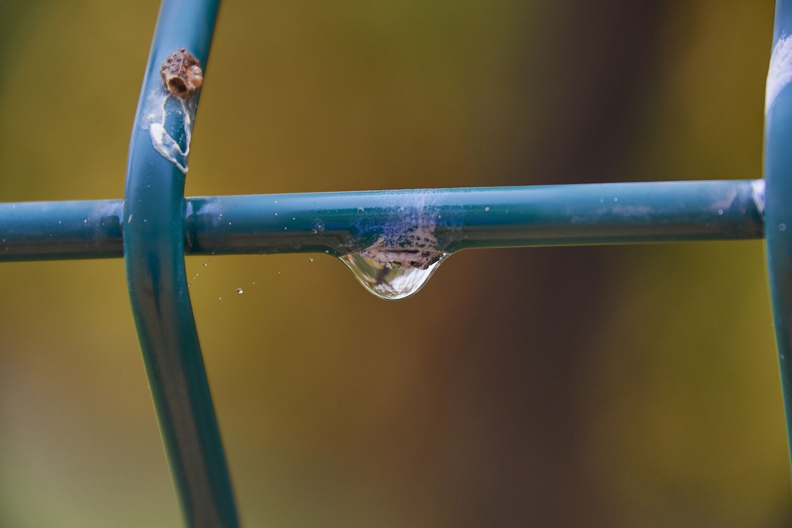 Nikon D7200 sample photo. Moisture, drops of water photography