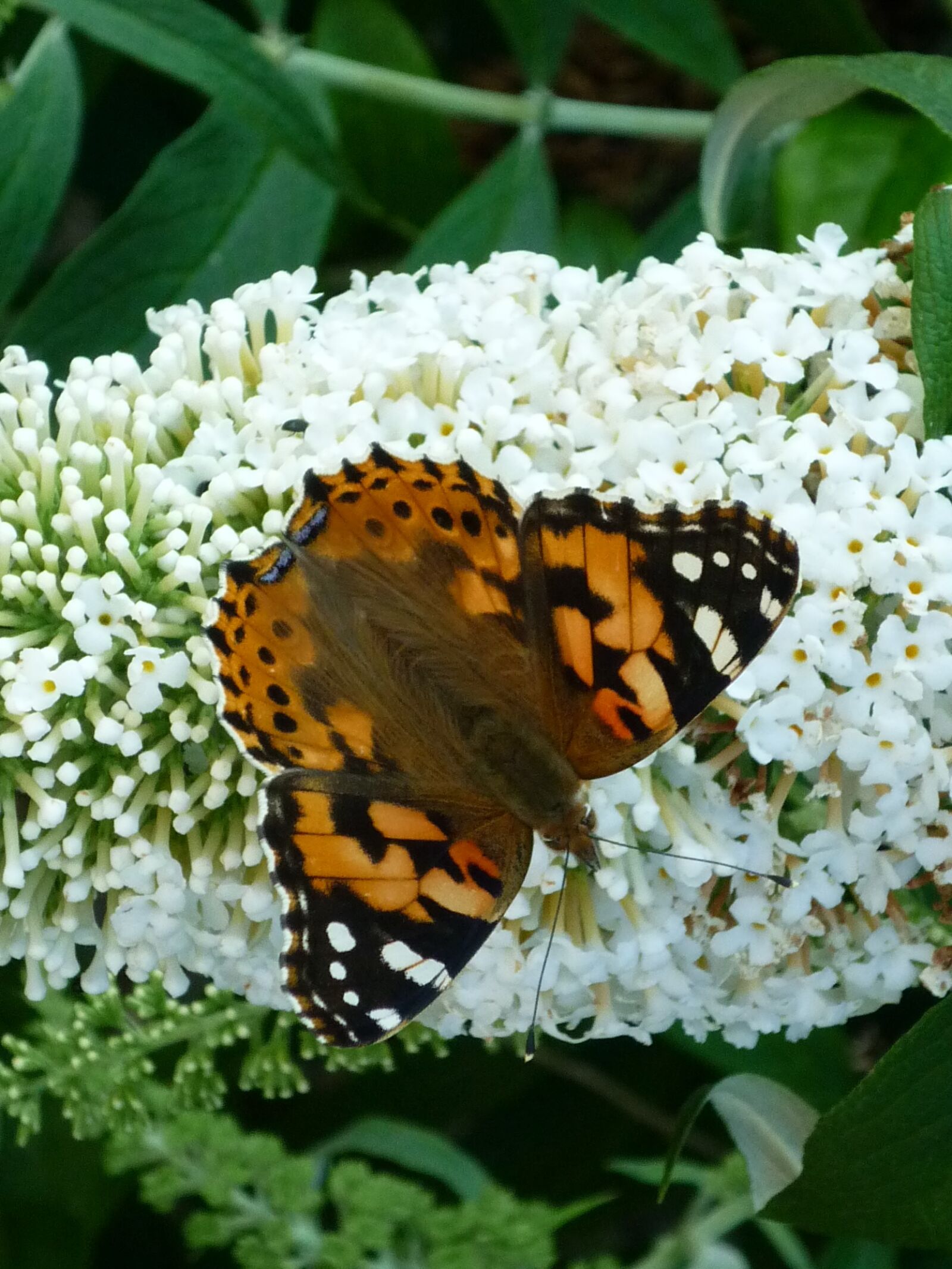 Panasonic Lumix DMC-FS6 sample photo. Butterfly, fritillary, days butterfly photography