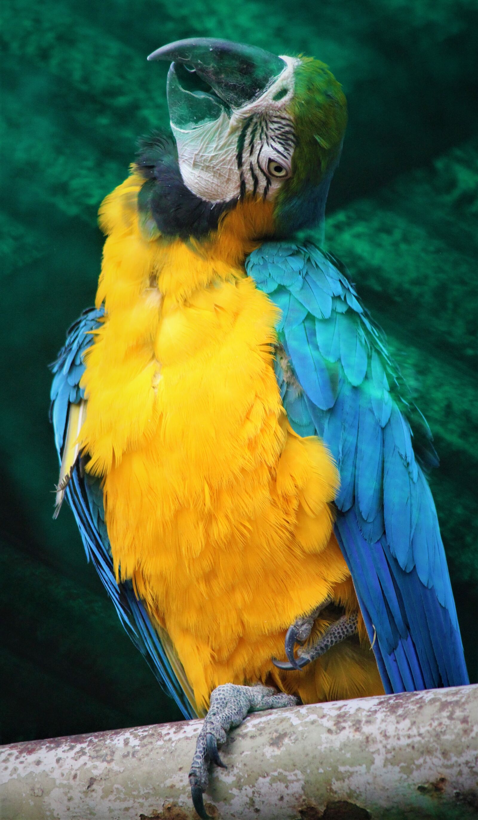 Canon EOS 1200D (EOS Rebel T5 / EOS Kiss X70 / EOS Hi) sample photo. Blue and yellow macaw photography