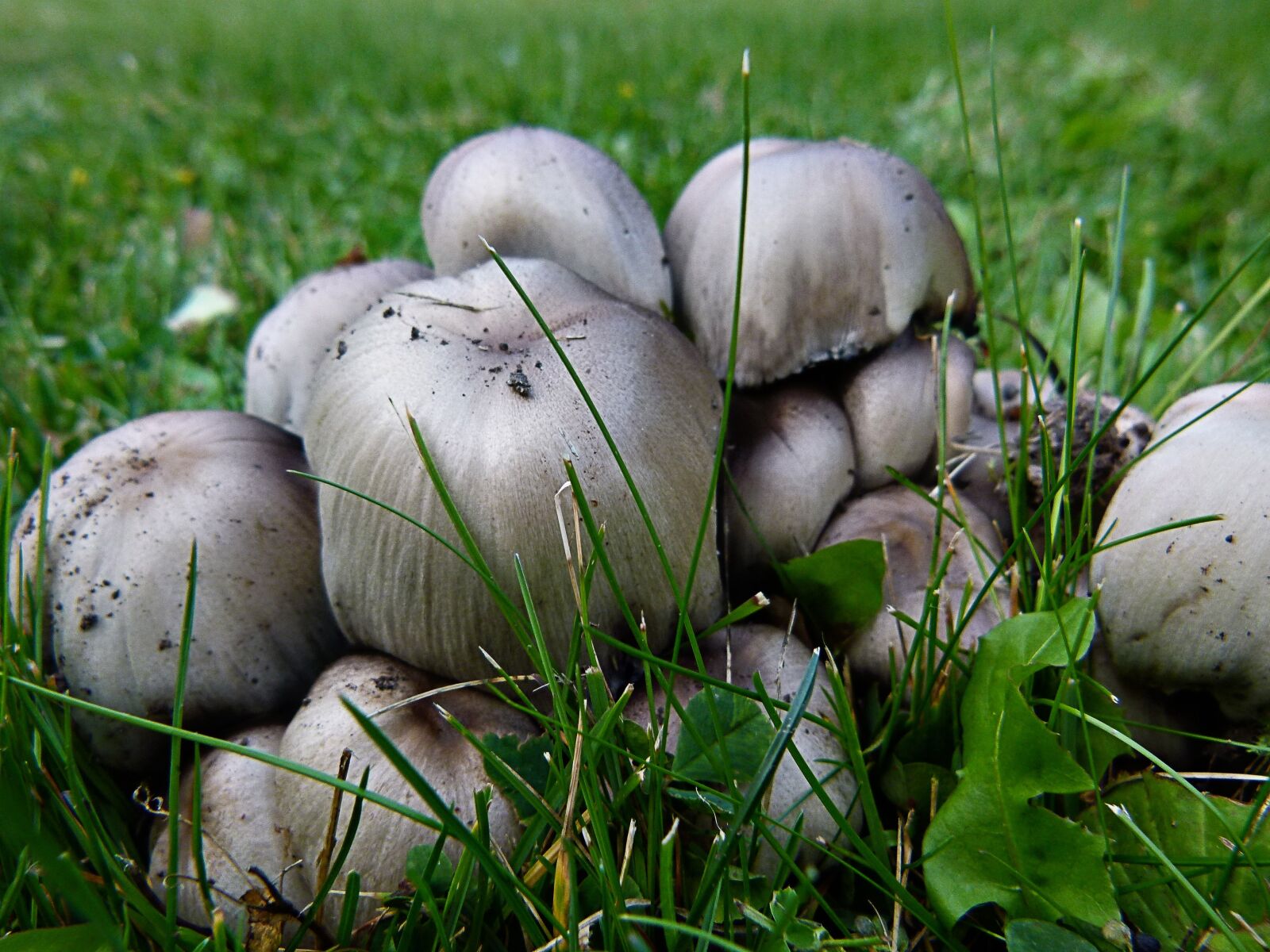 Panasonic Lumix DMC-FZ100 sample photo. Poisonous, mushroom, wild mushroom photography