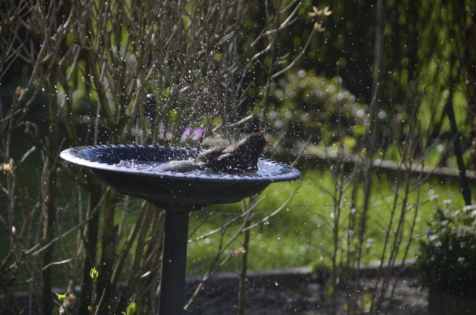 Nikon D5100 sample photo. Bird, pond, animal photography