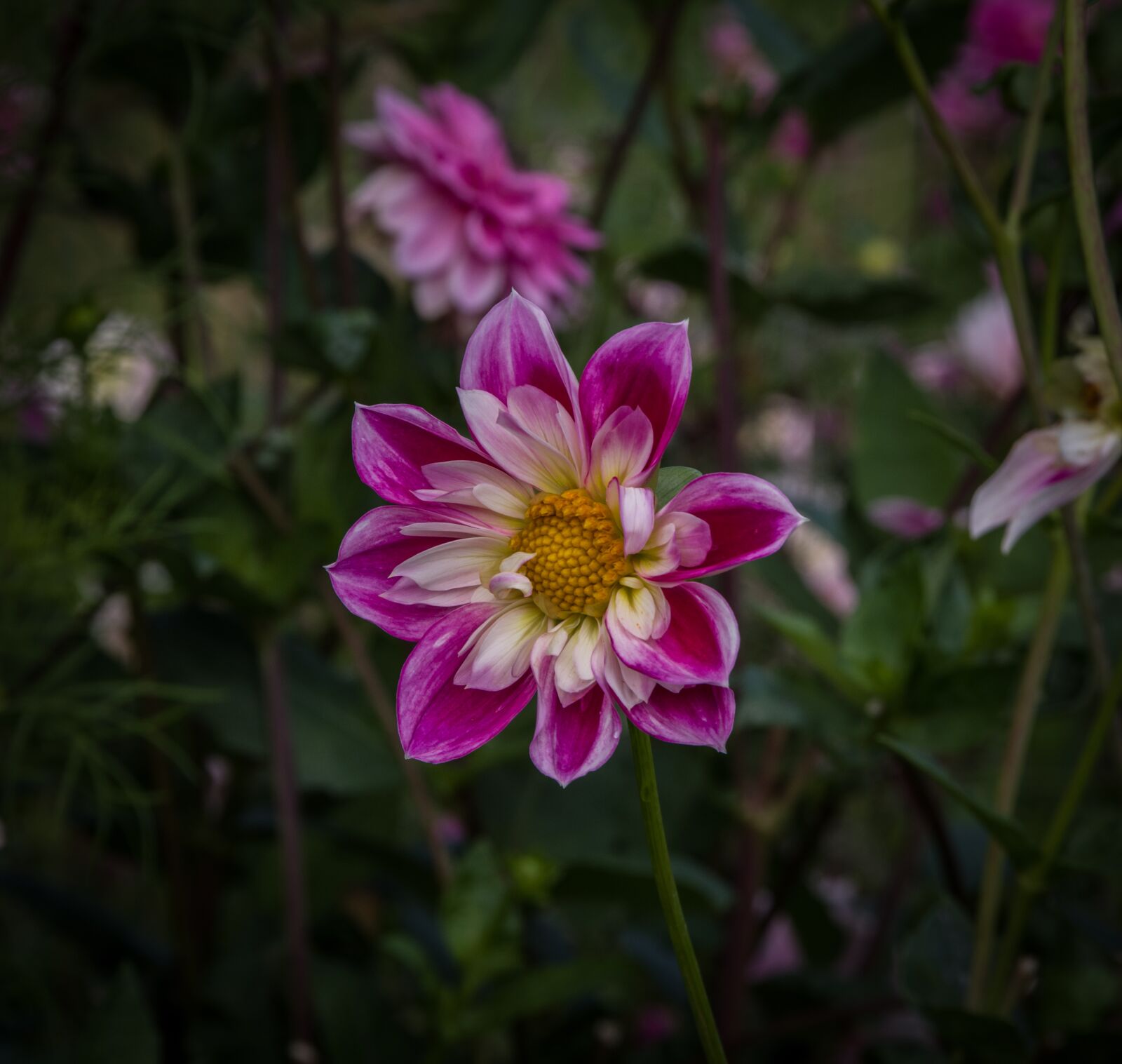 Pentax K-1 Mark II sample photo. Dahlia, nature, blossom photography